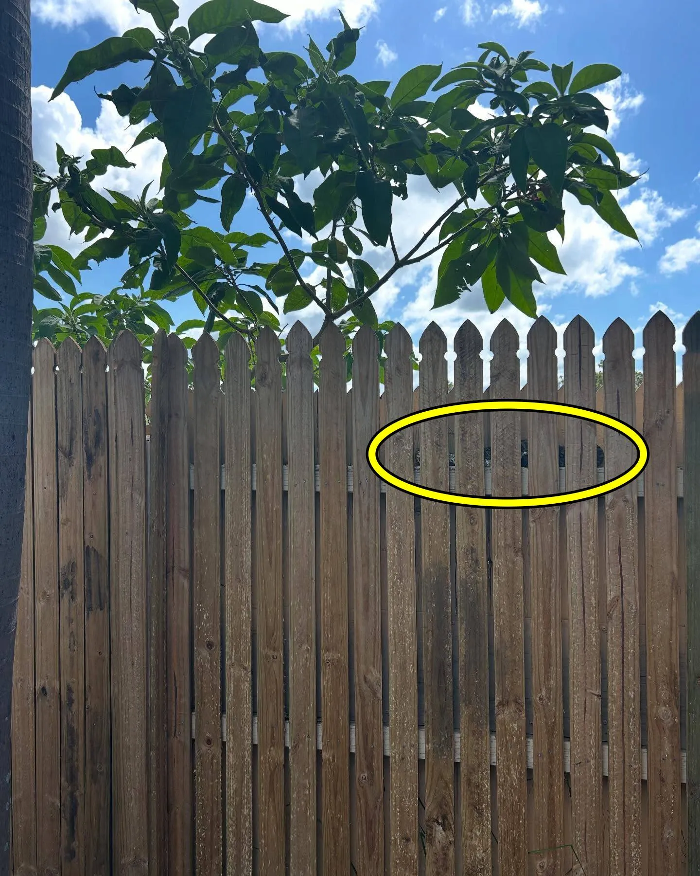 Snake Hidden 