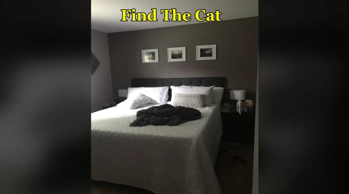 cat in bed 
