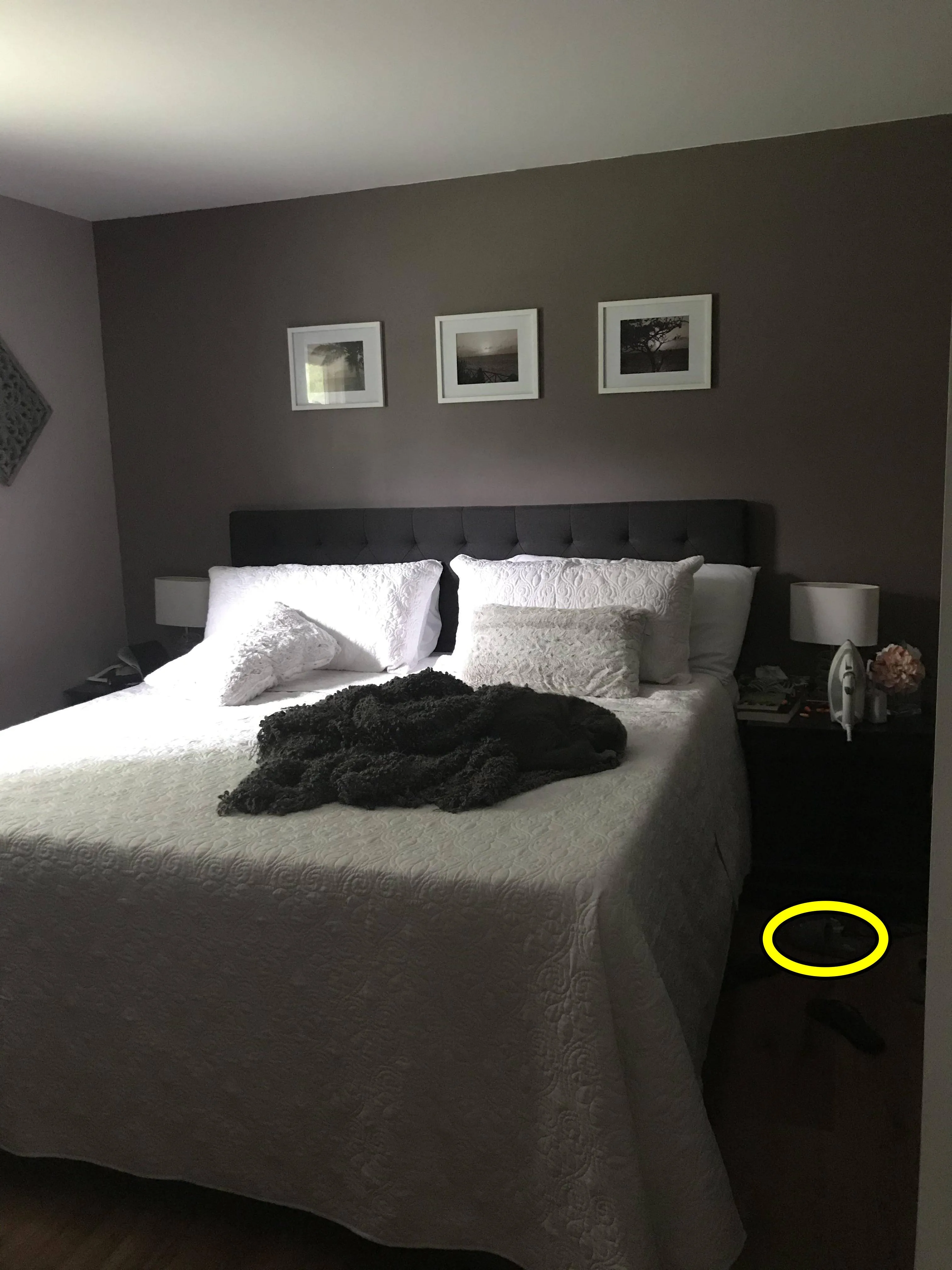 cat in bed 