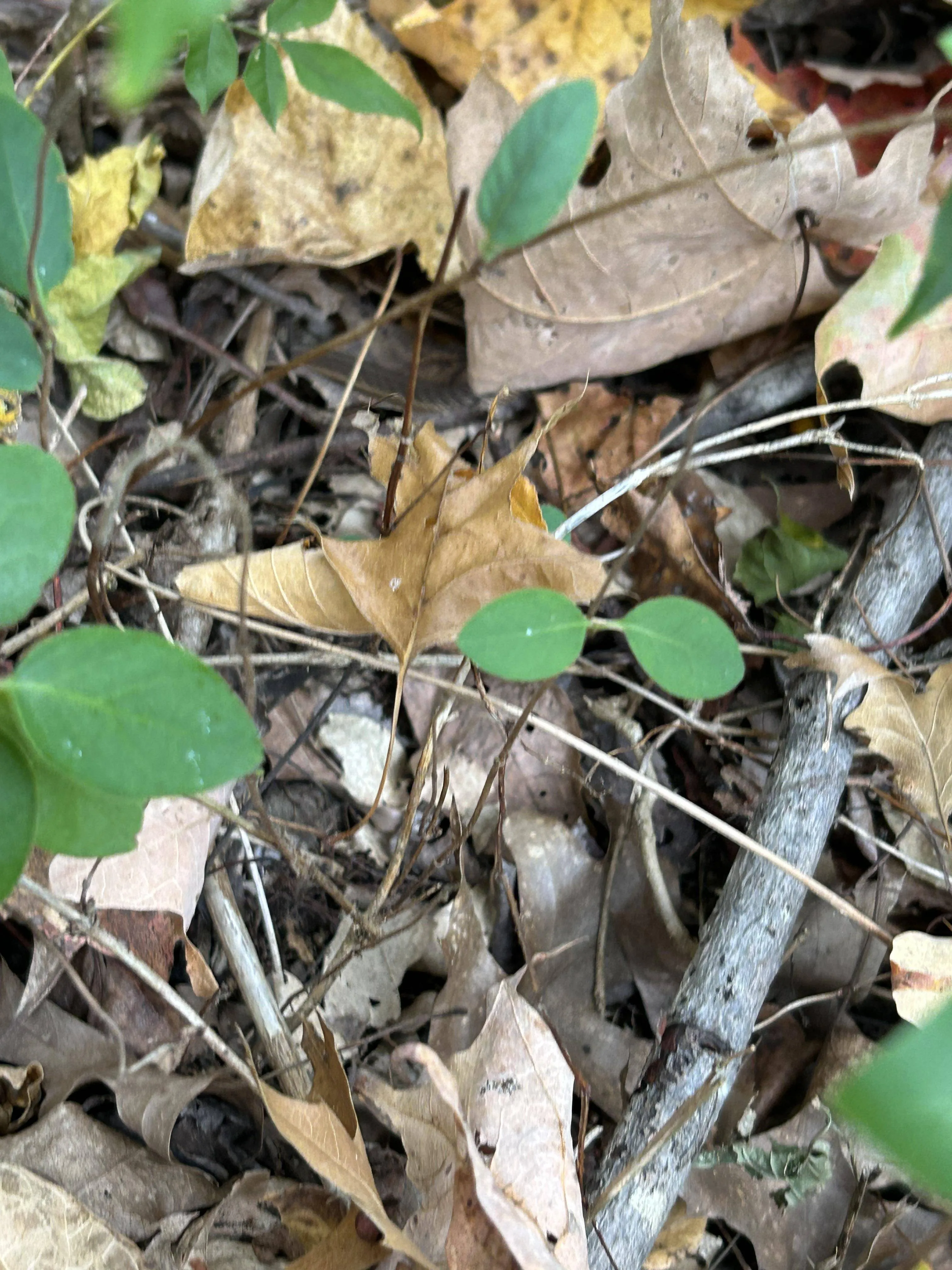 Snake spot 