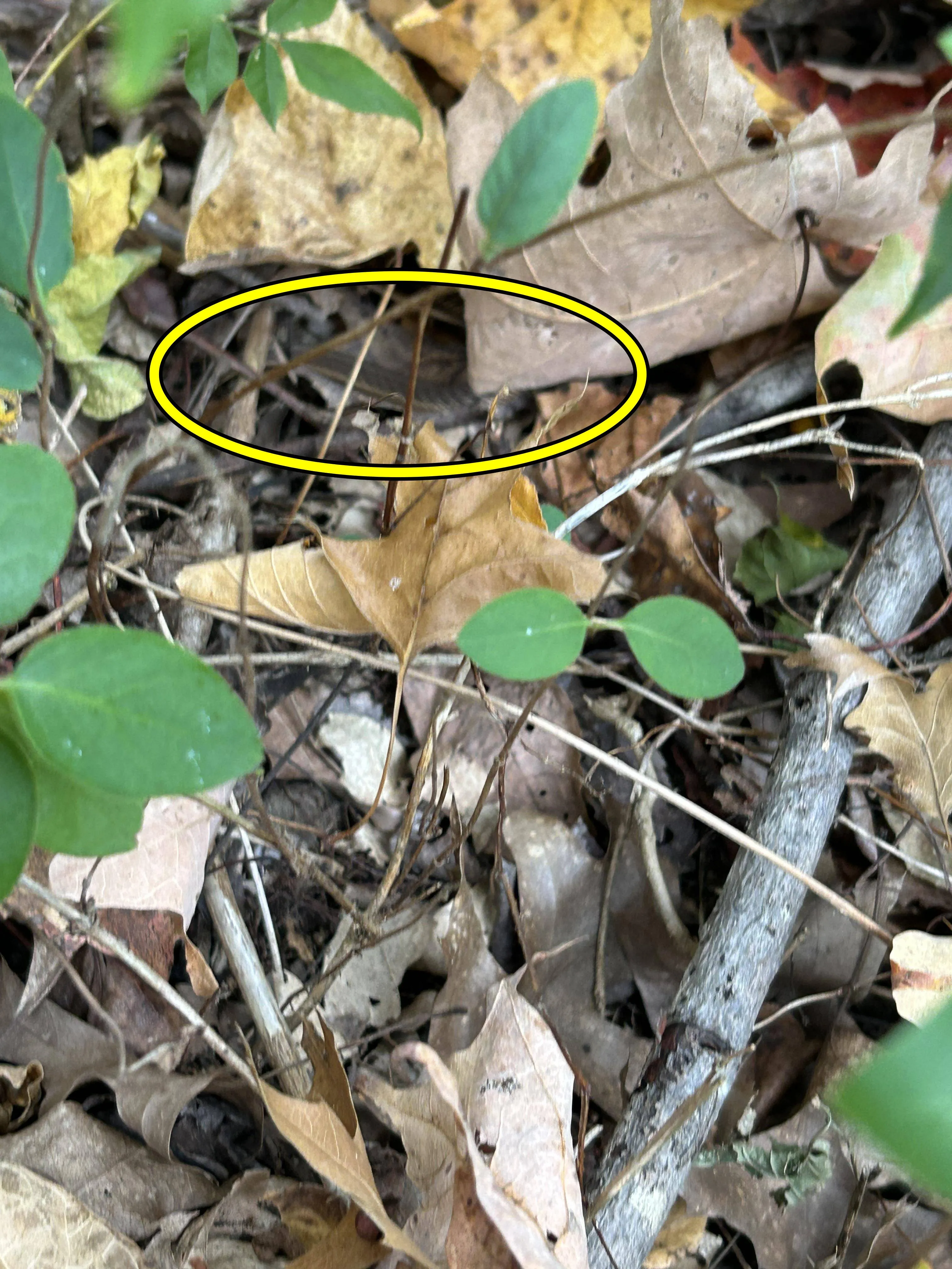 Snake spot 