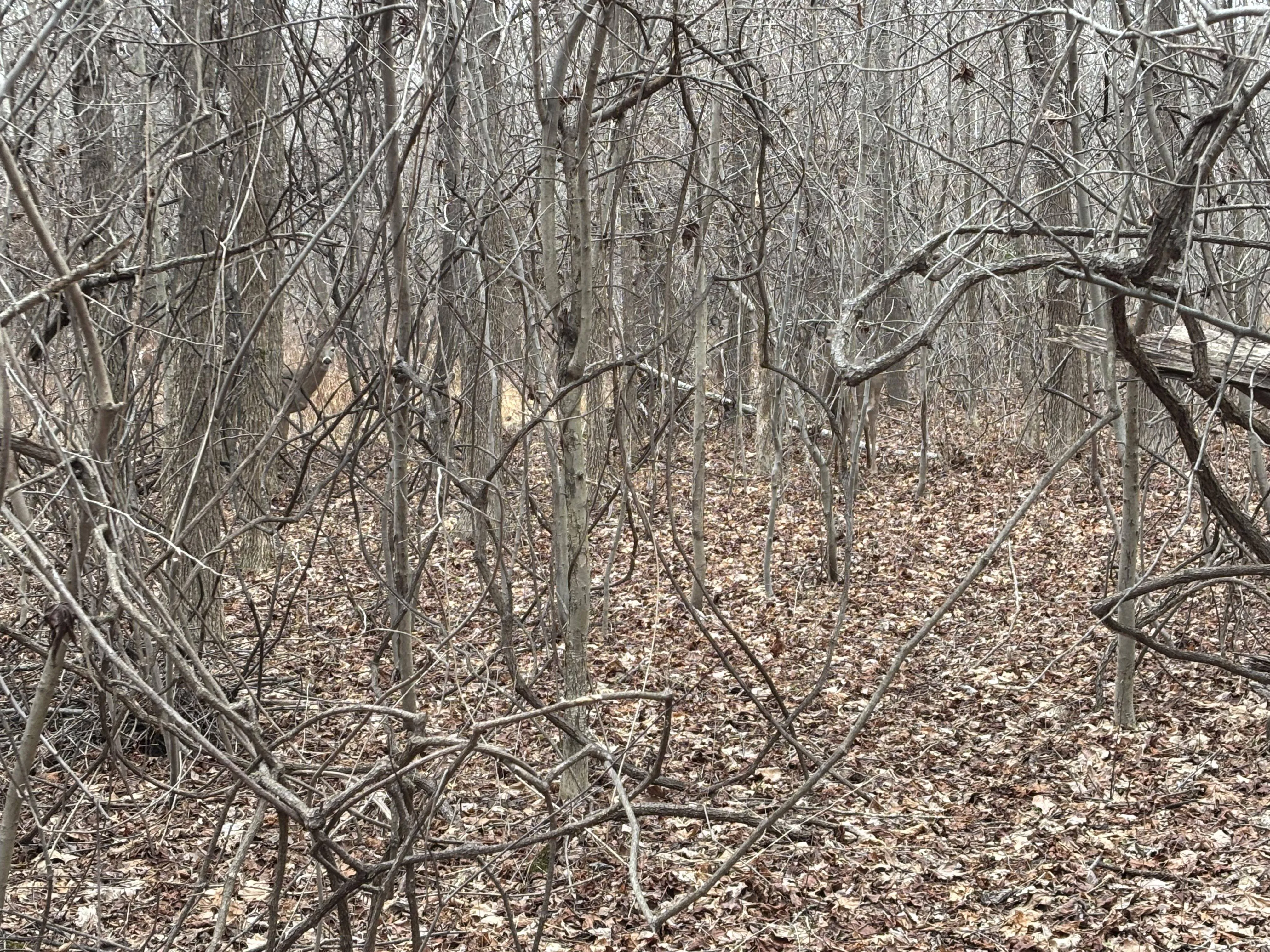 Find Three Deer