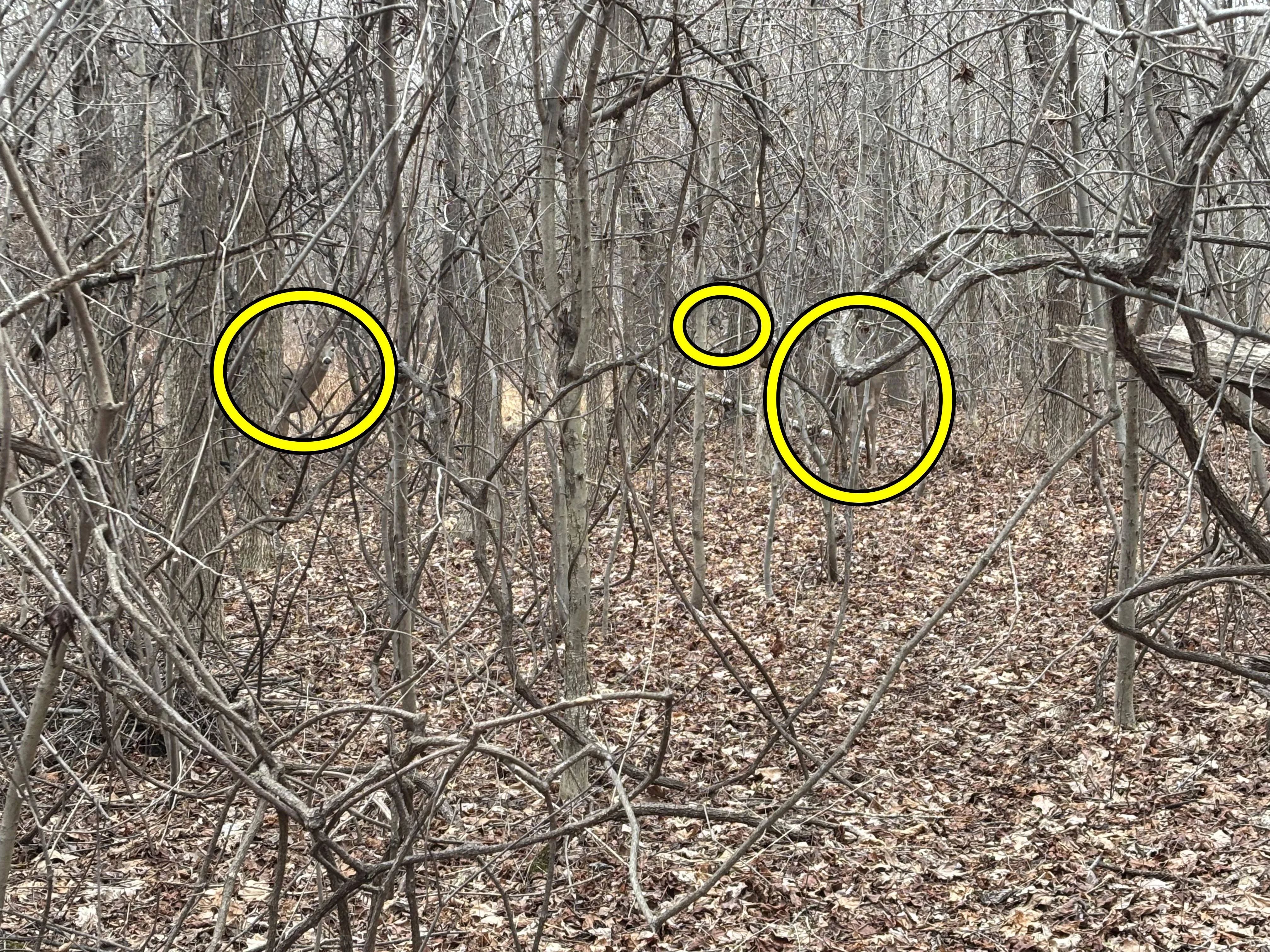 Find Three Deer