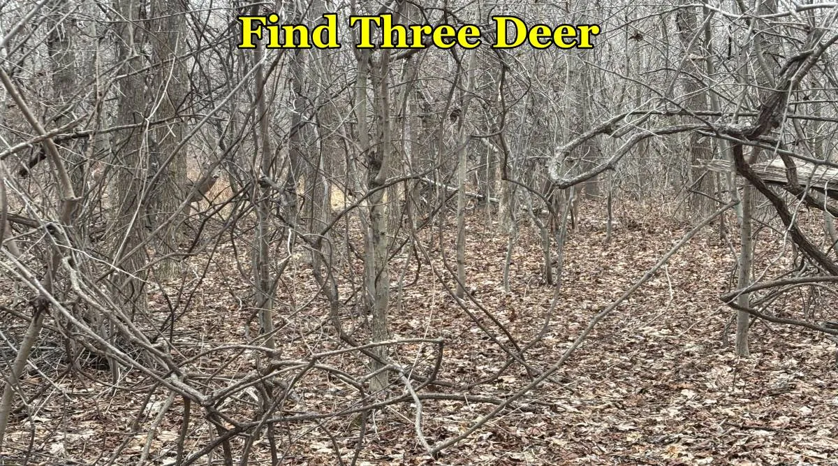 Find Three Deer