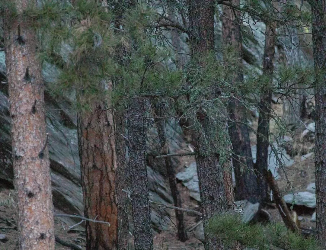 Find The Owl 3y