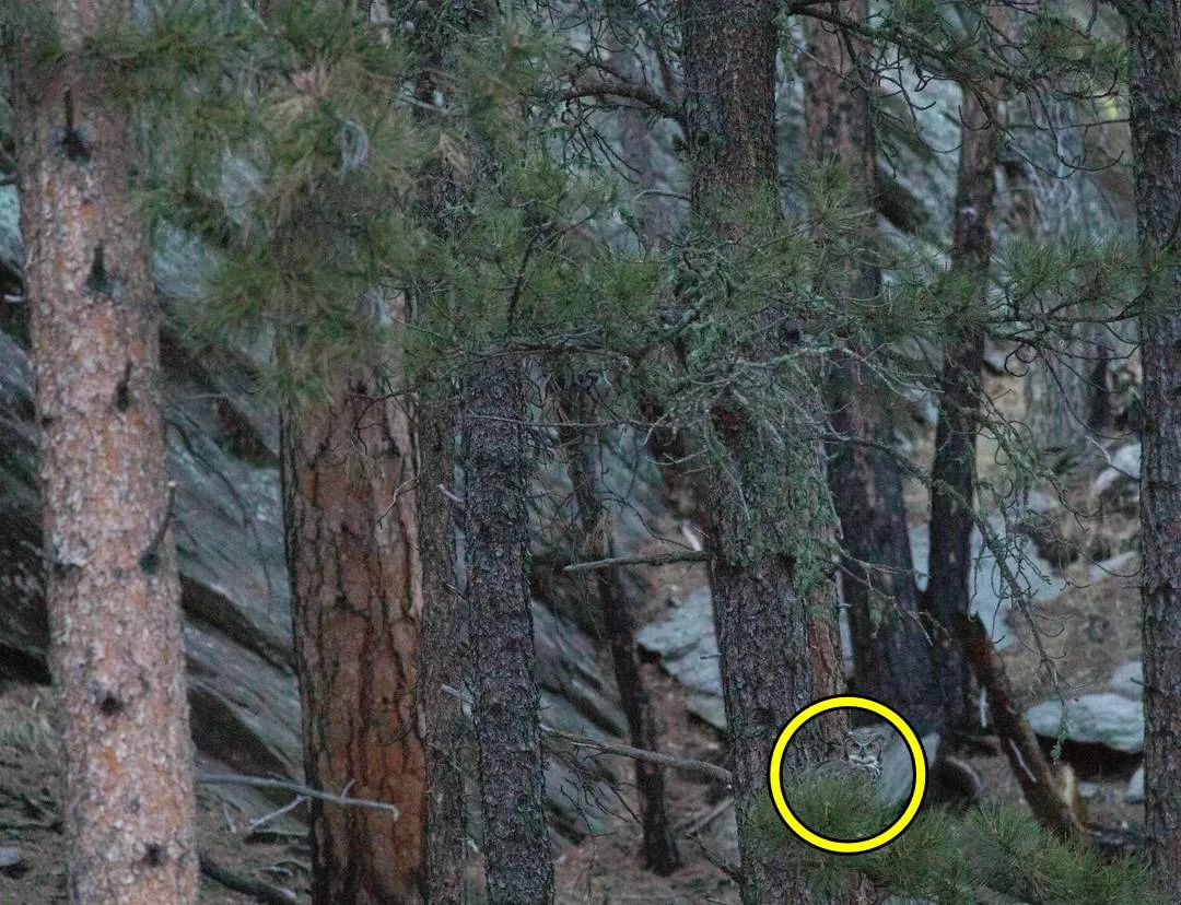 Find The Owl 3y