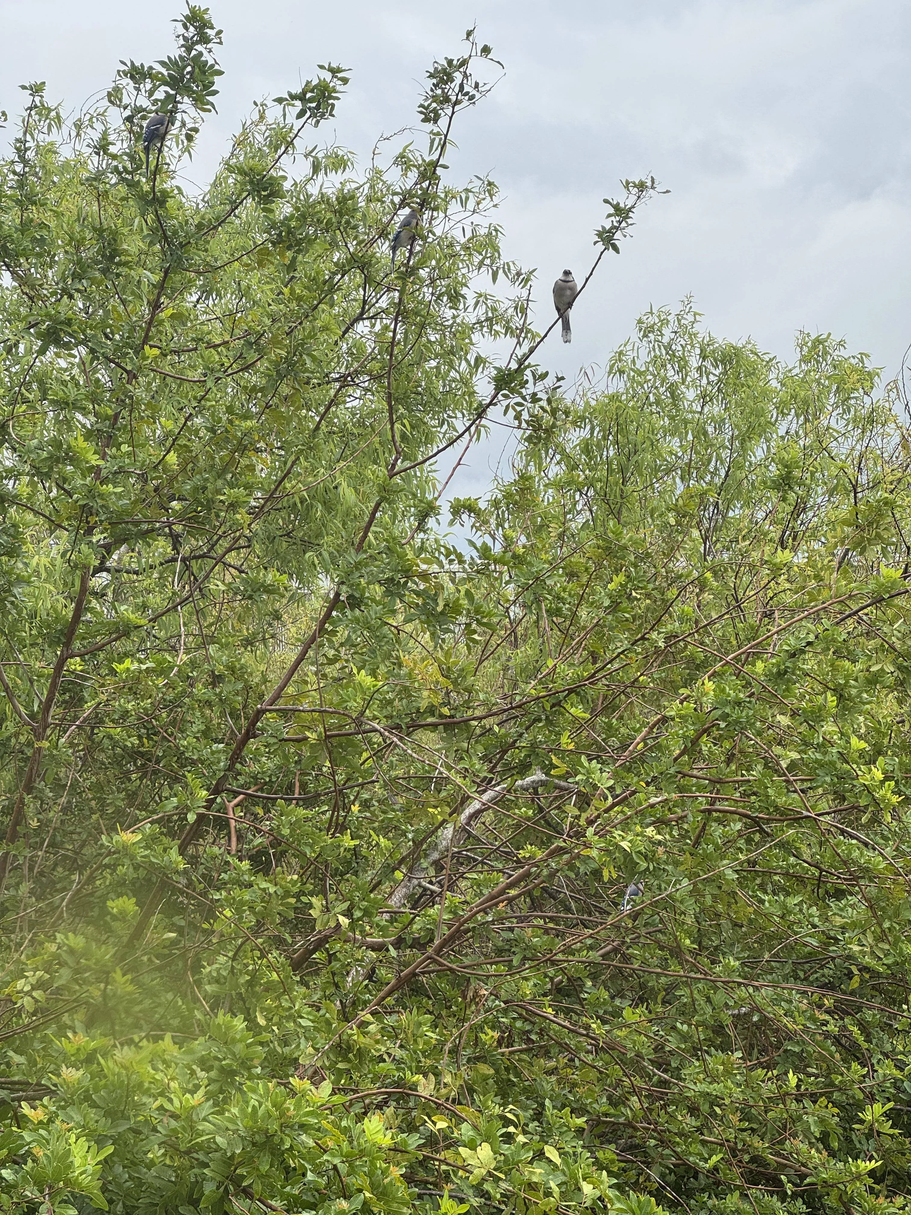 Find Four Birds
