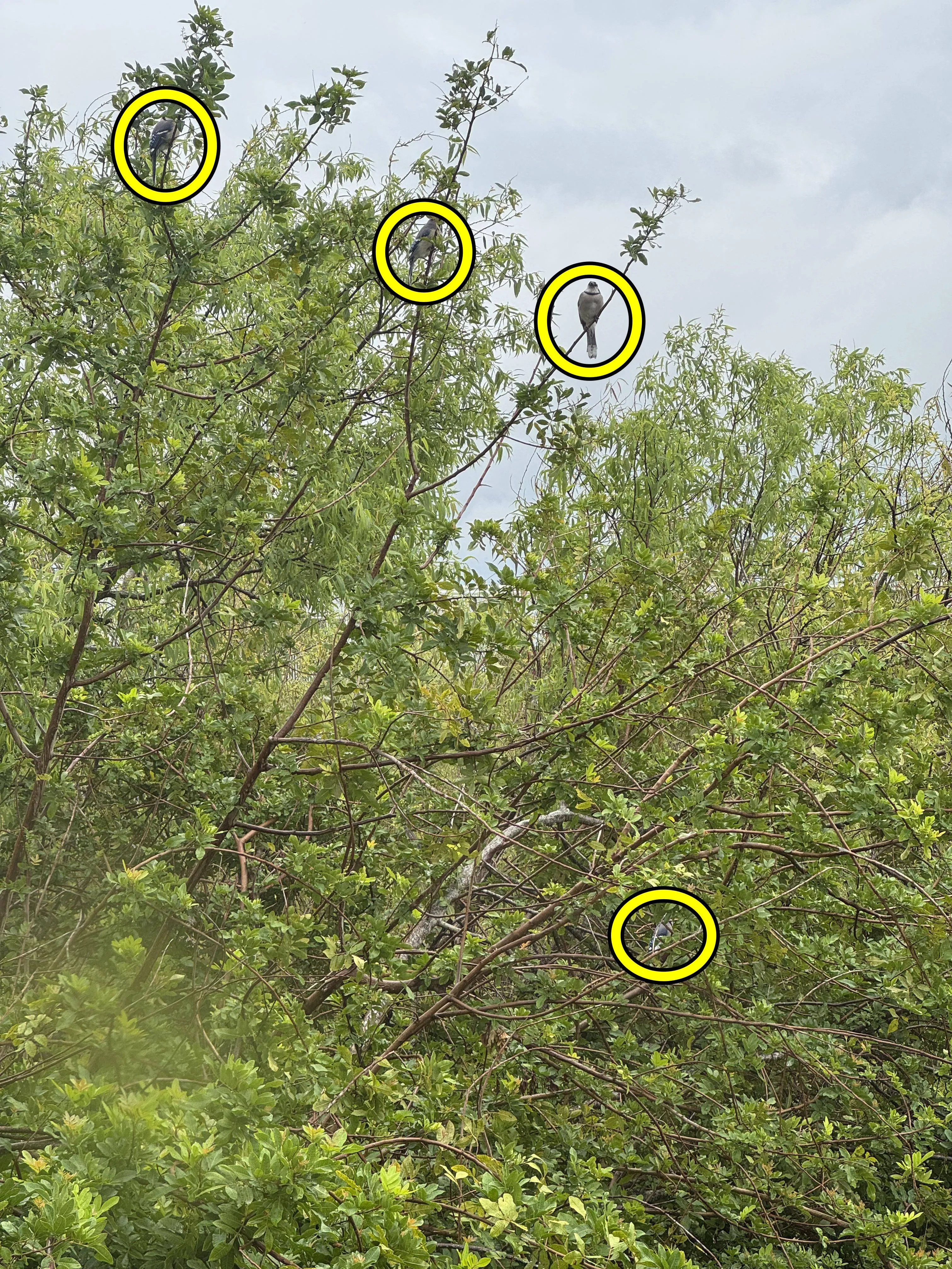 Find Four Birds