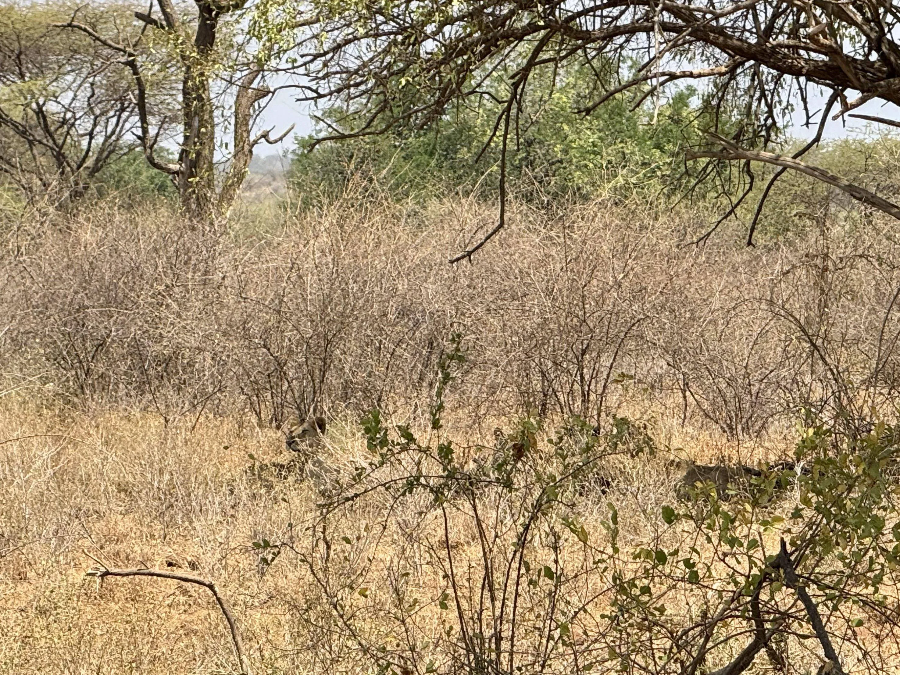 Lion Find