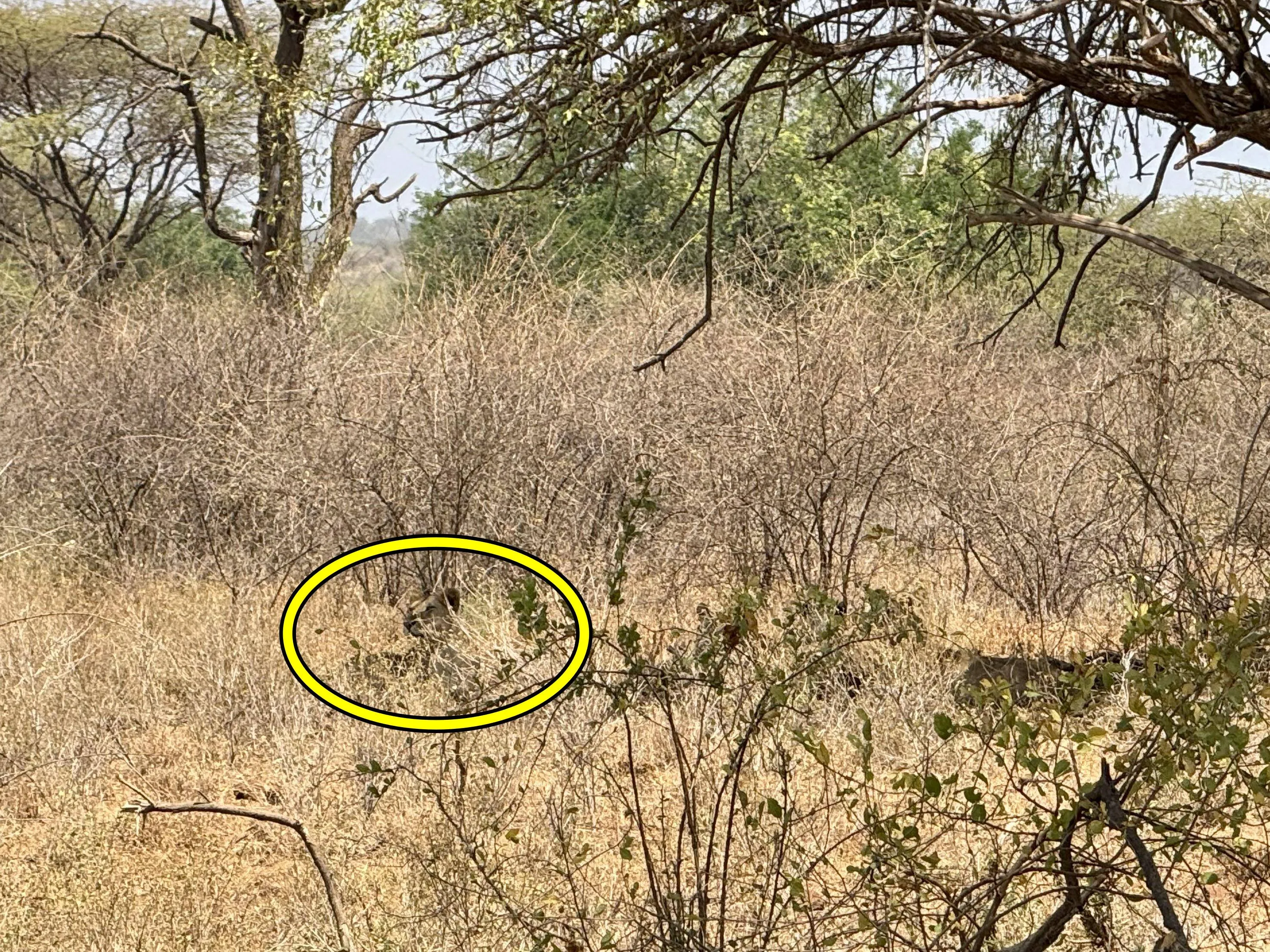 Lion Find