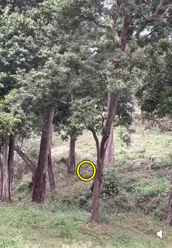 Tiger Masinagudi