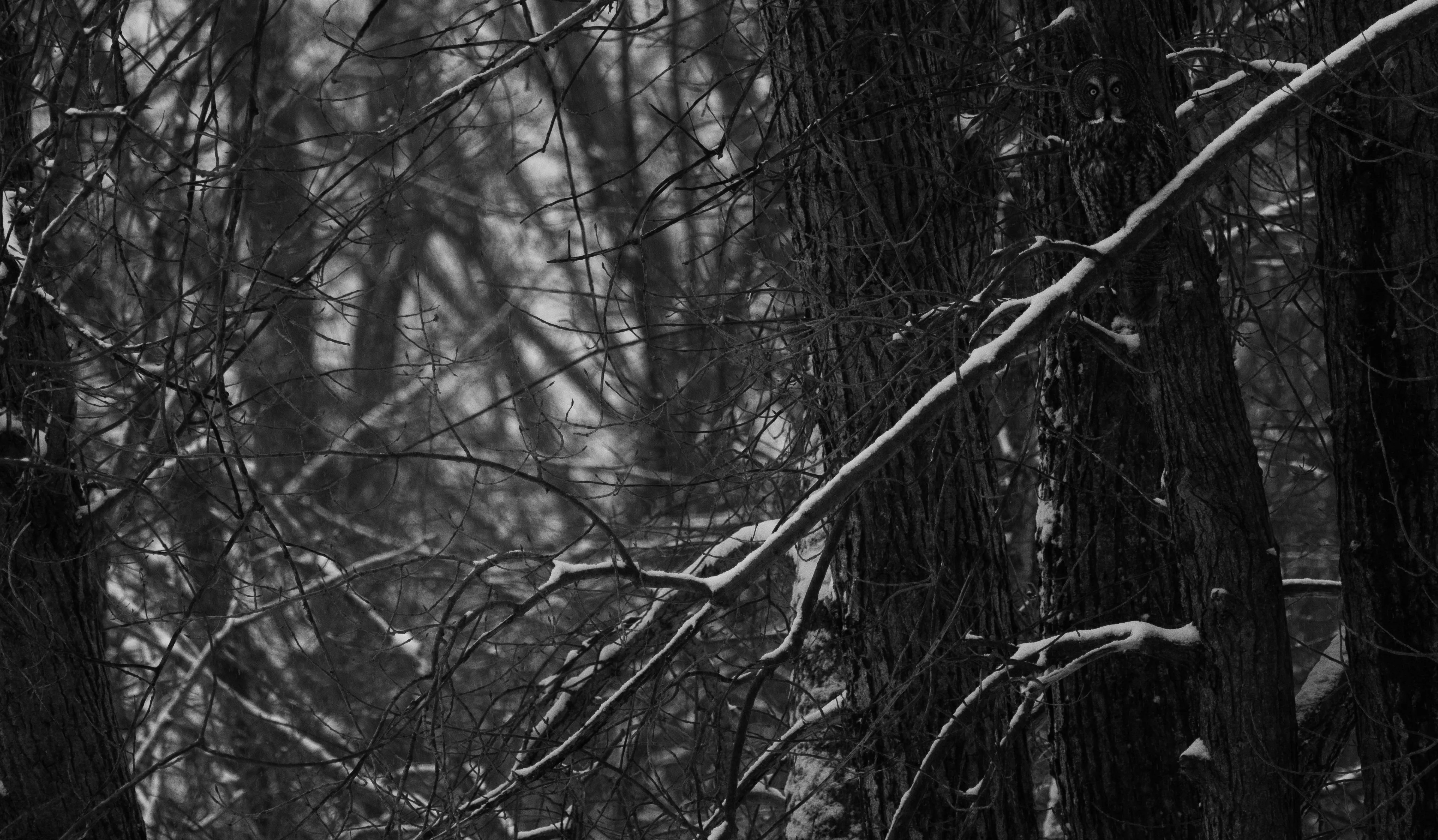 Find The Hoot