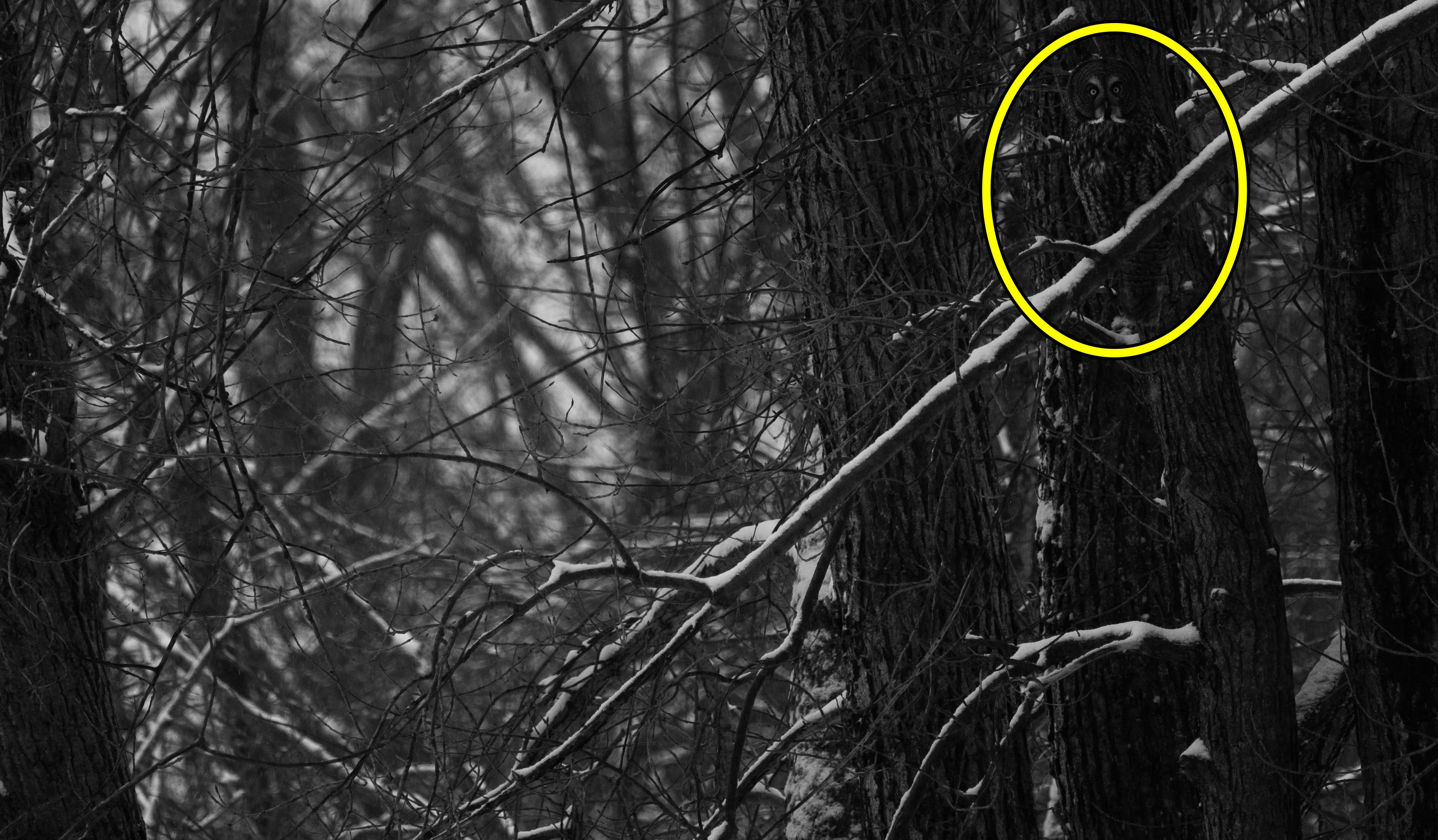 Find The Hoot