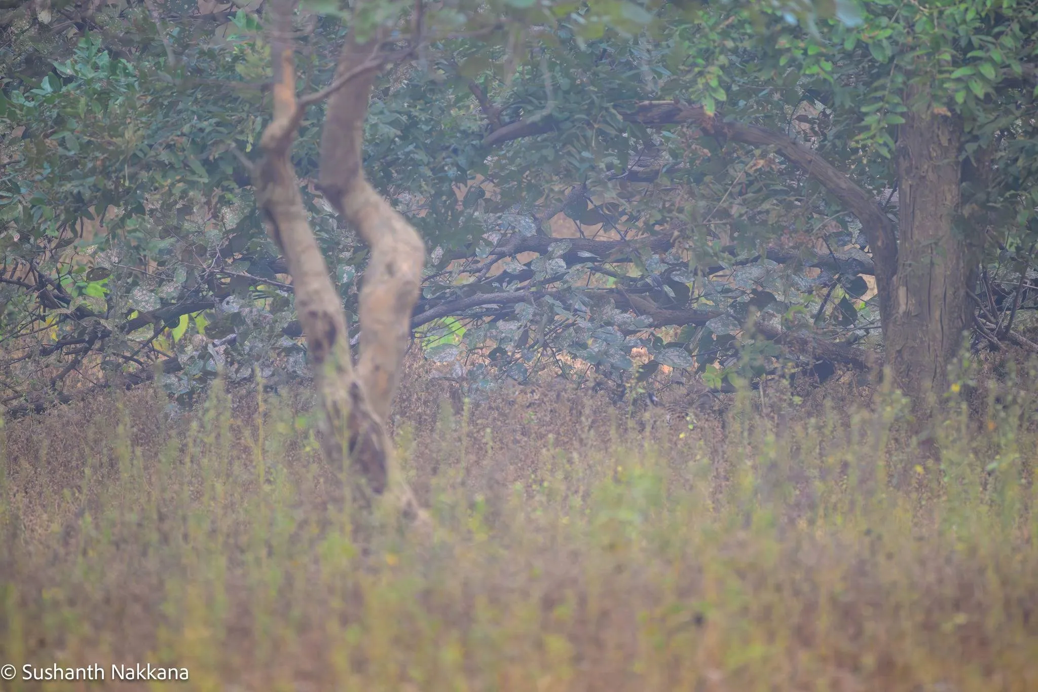 Spot The Tiger