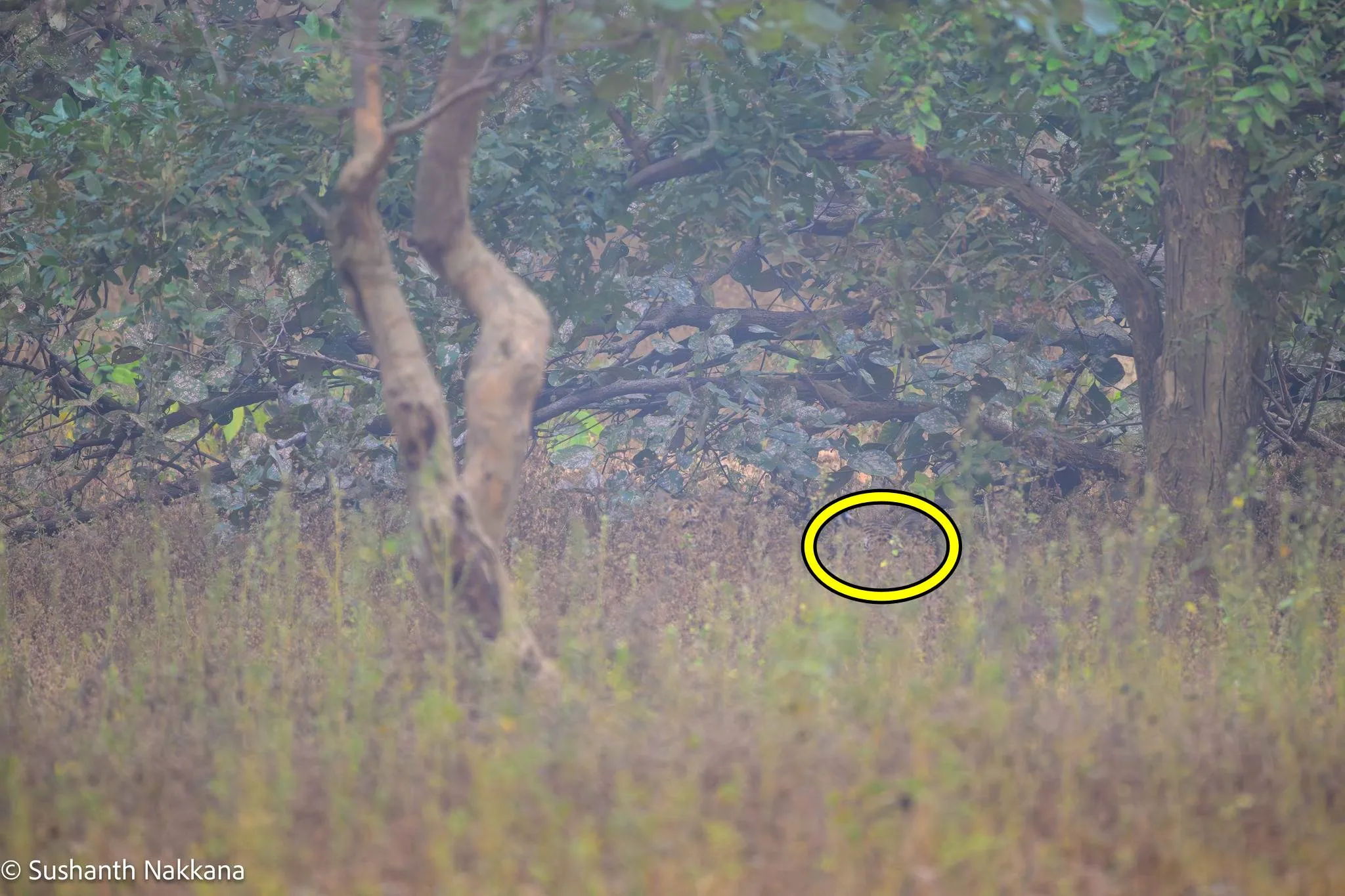Spot The Tiger