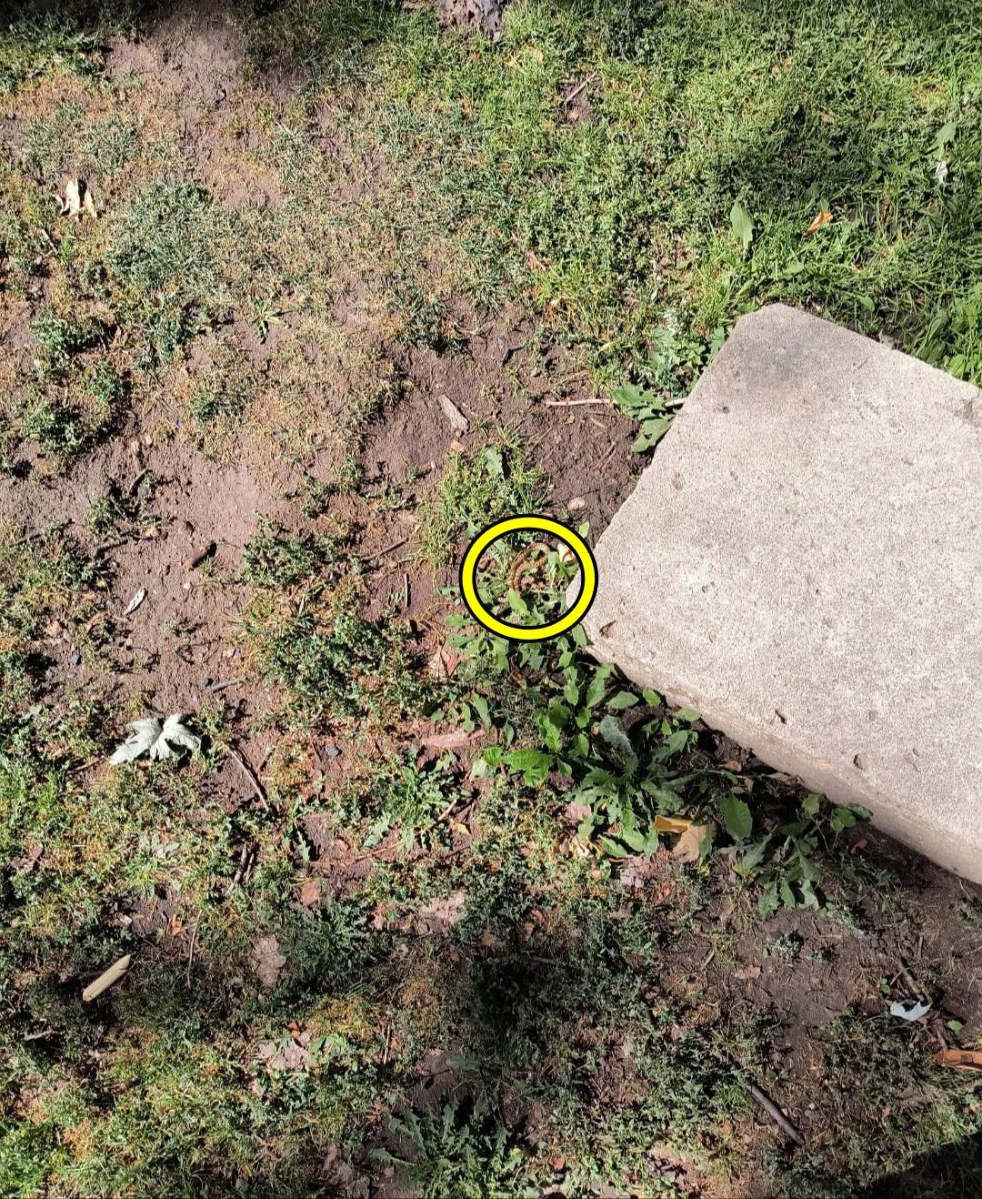 Snake 