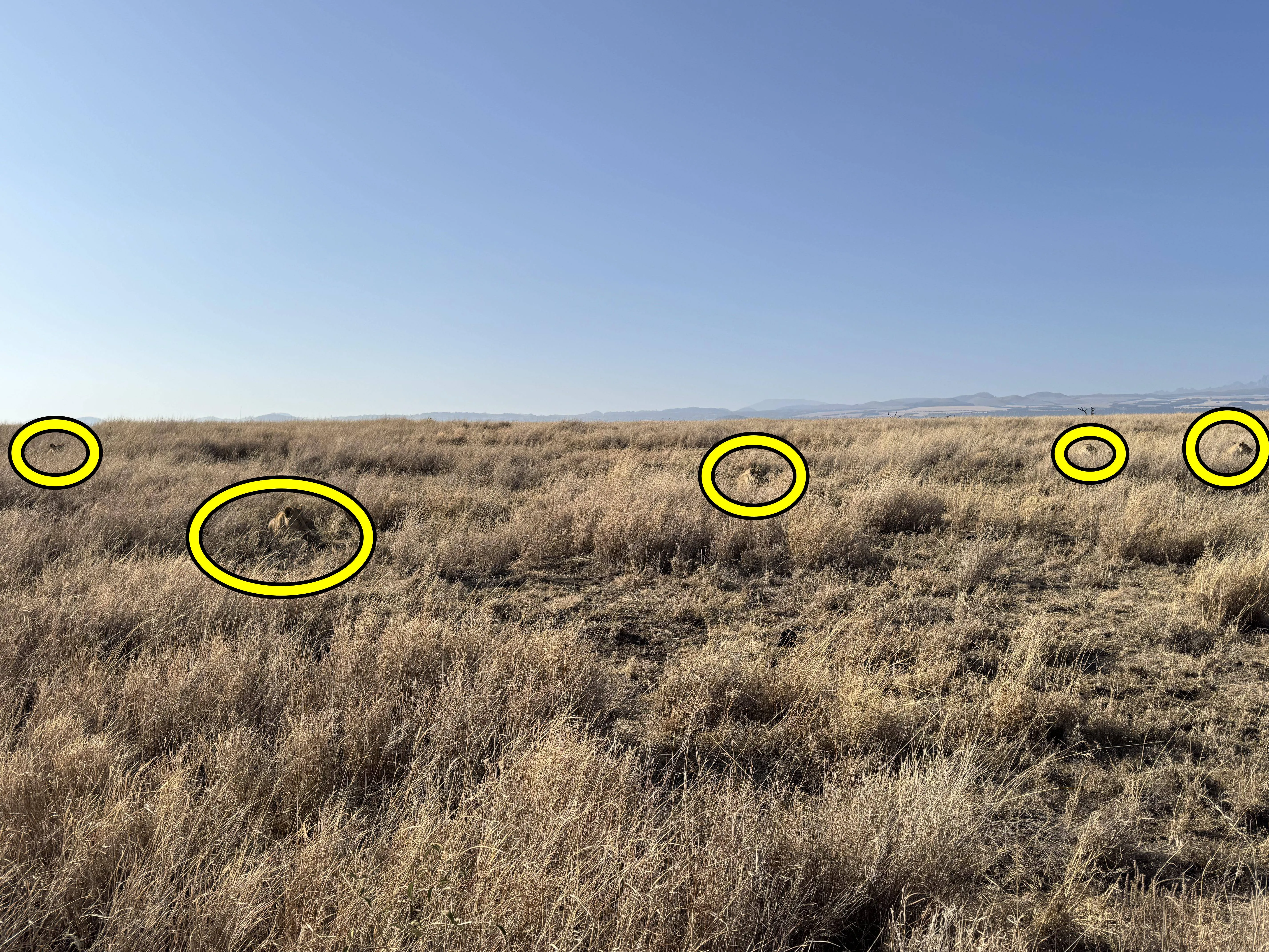 Find Five Lions