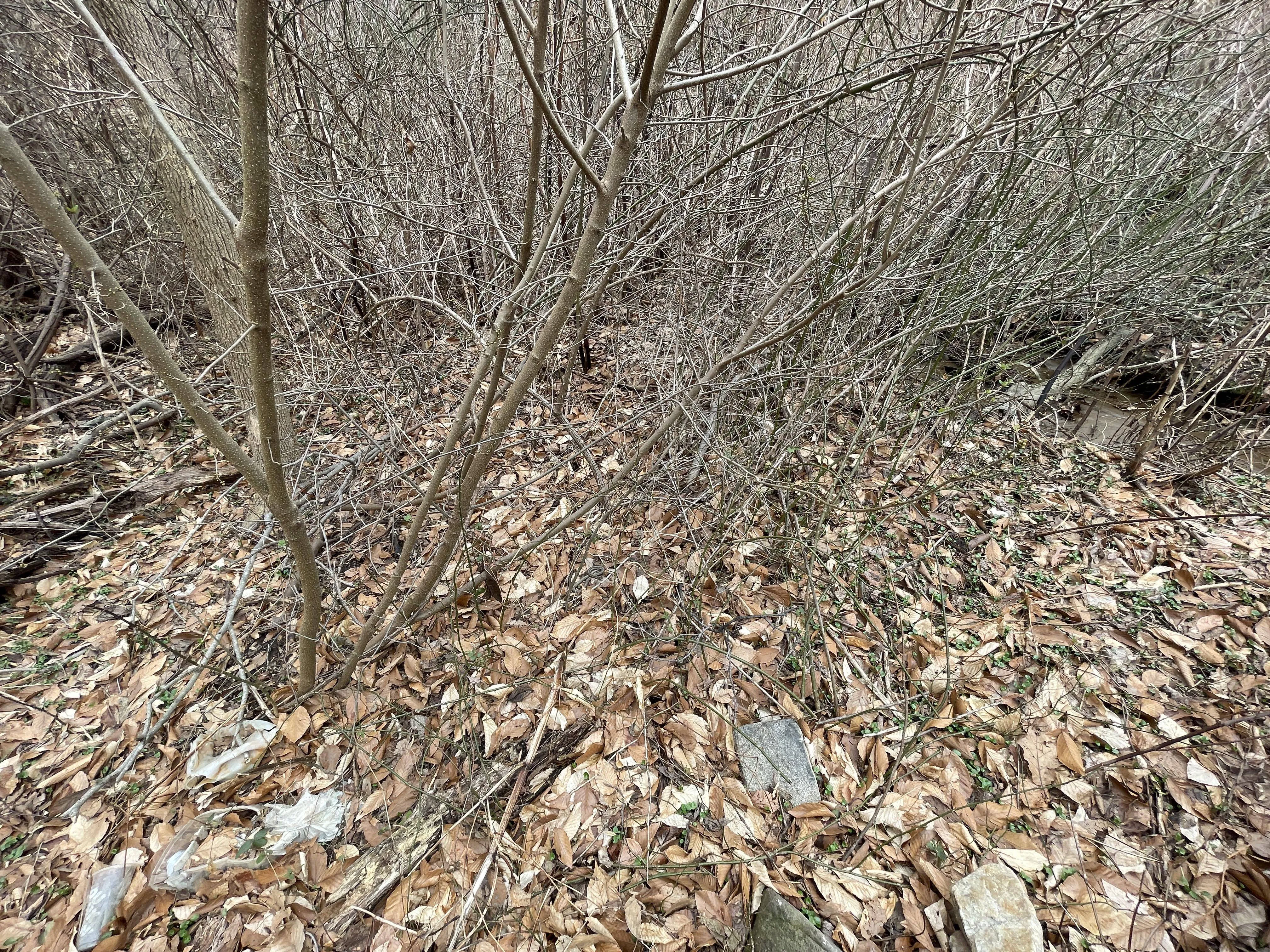 Snake Find