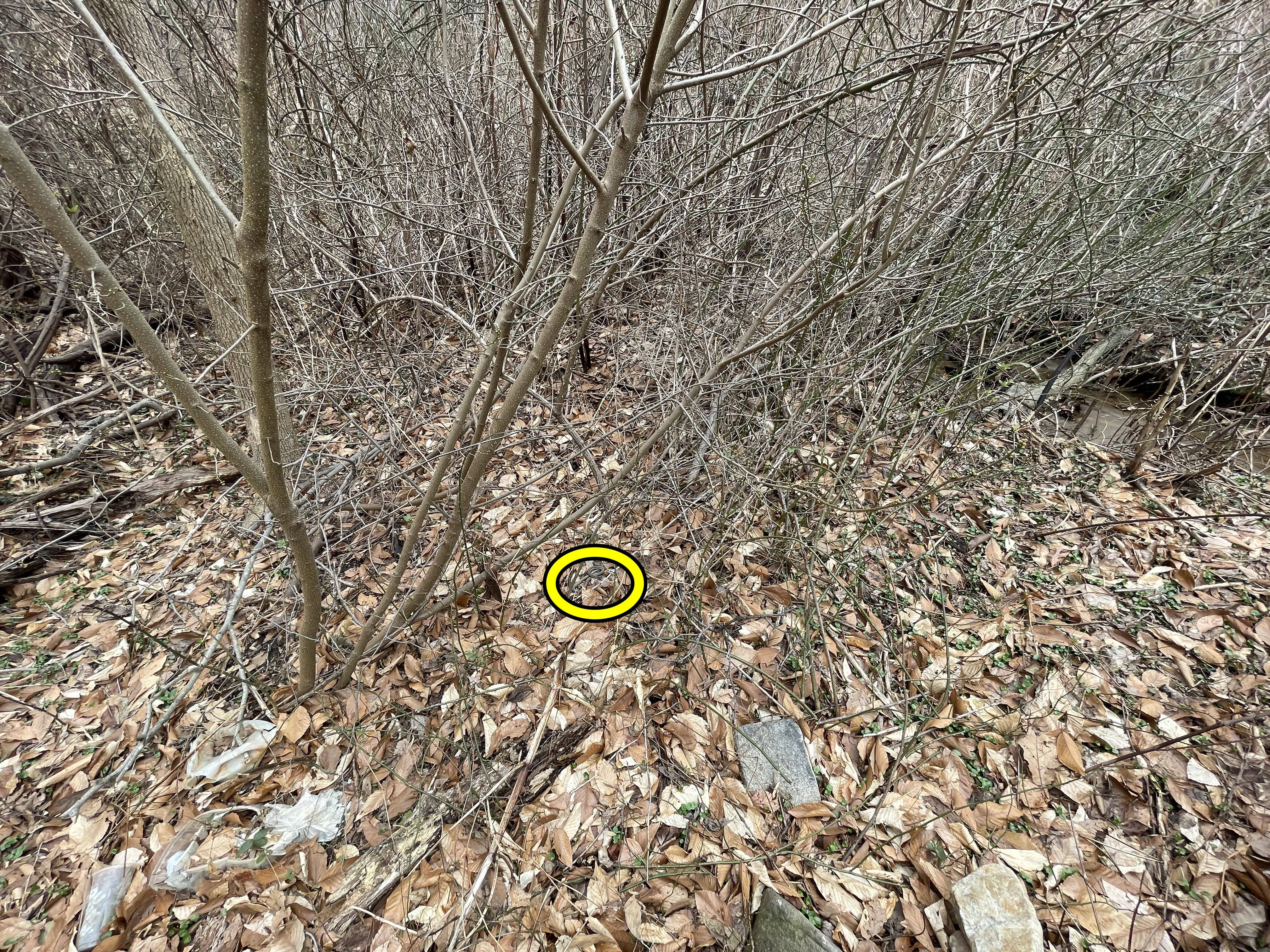 Snake Find