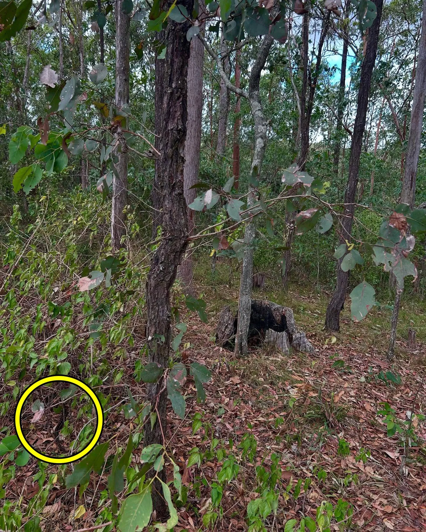 Snake in Forest 3x