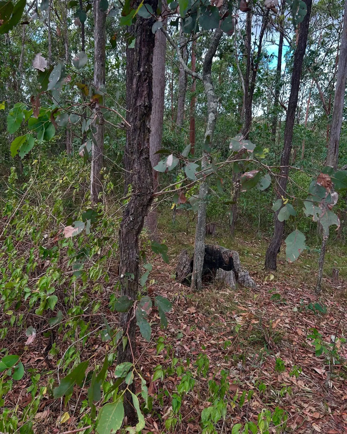 Snake in Forest 3