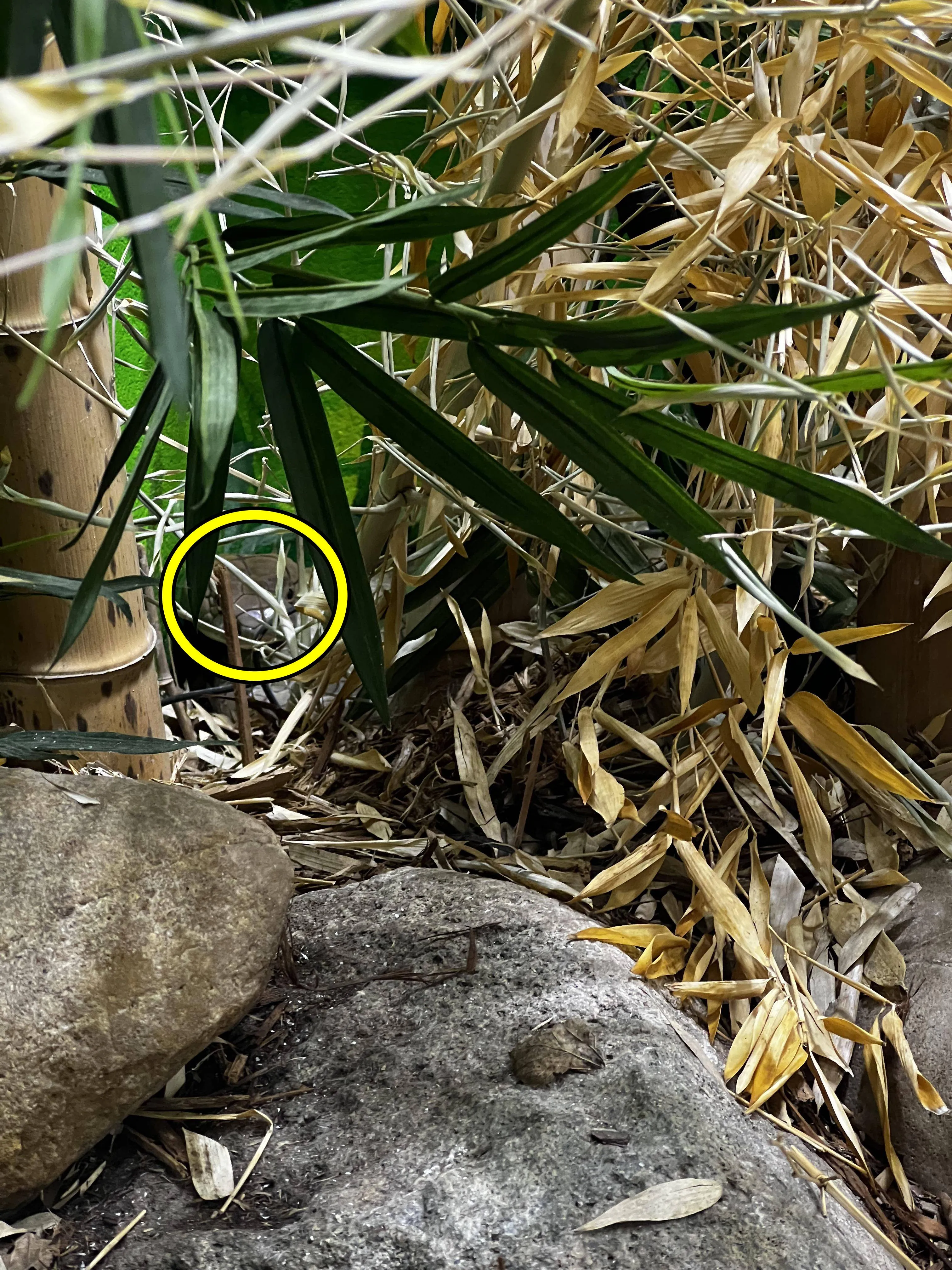 Find Snake in Bamboo 