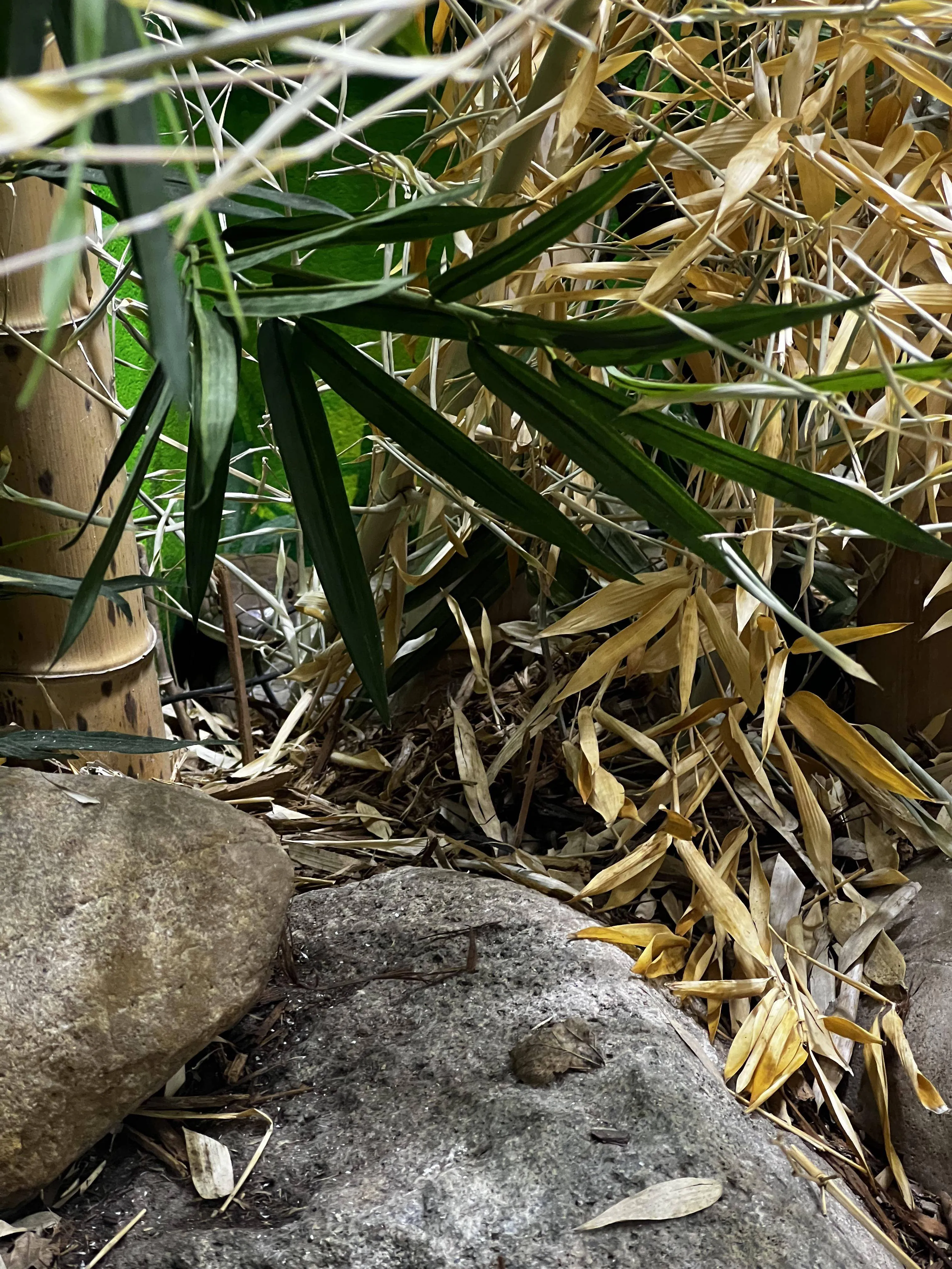 Find Snake in Bamboo 