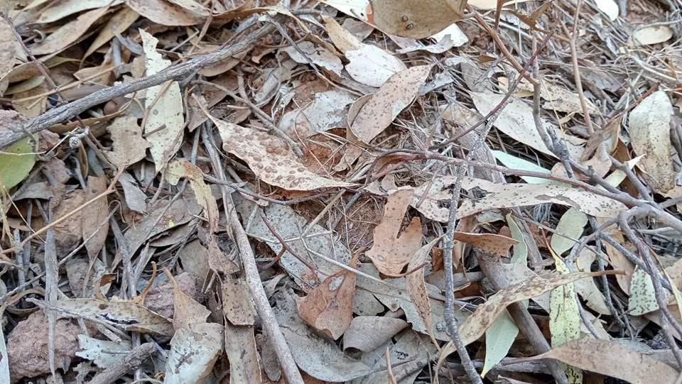 Snake dry bush