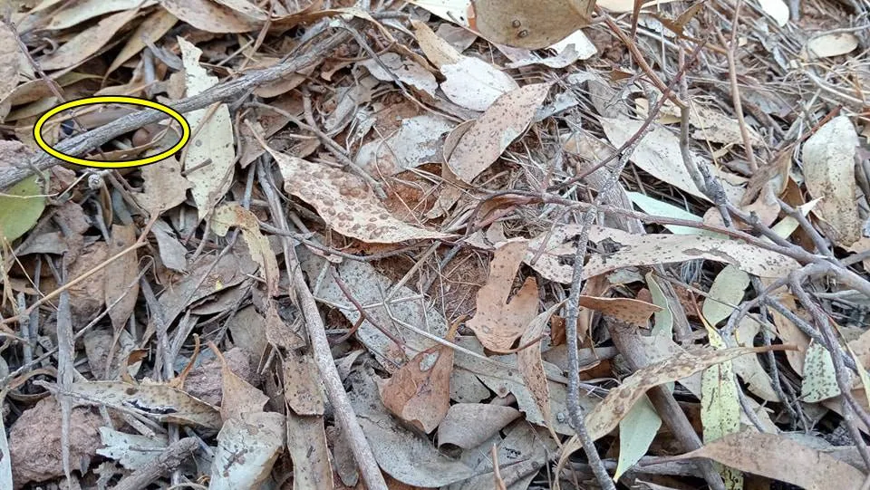 Snake dry bush