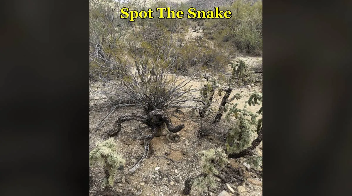 Snake forest 1