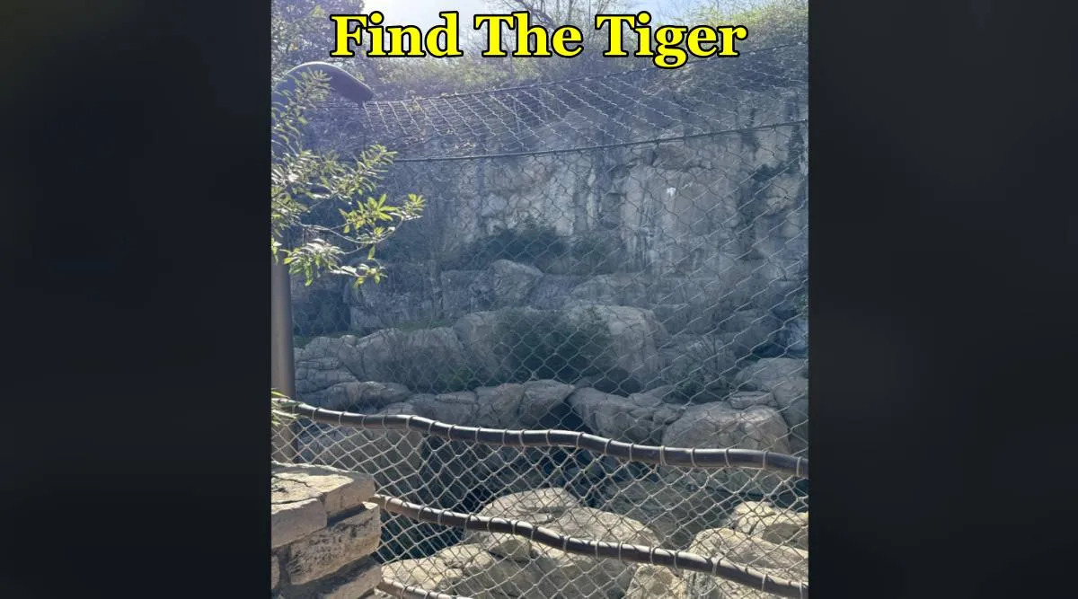 The Tiger find