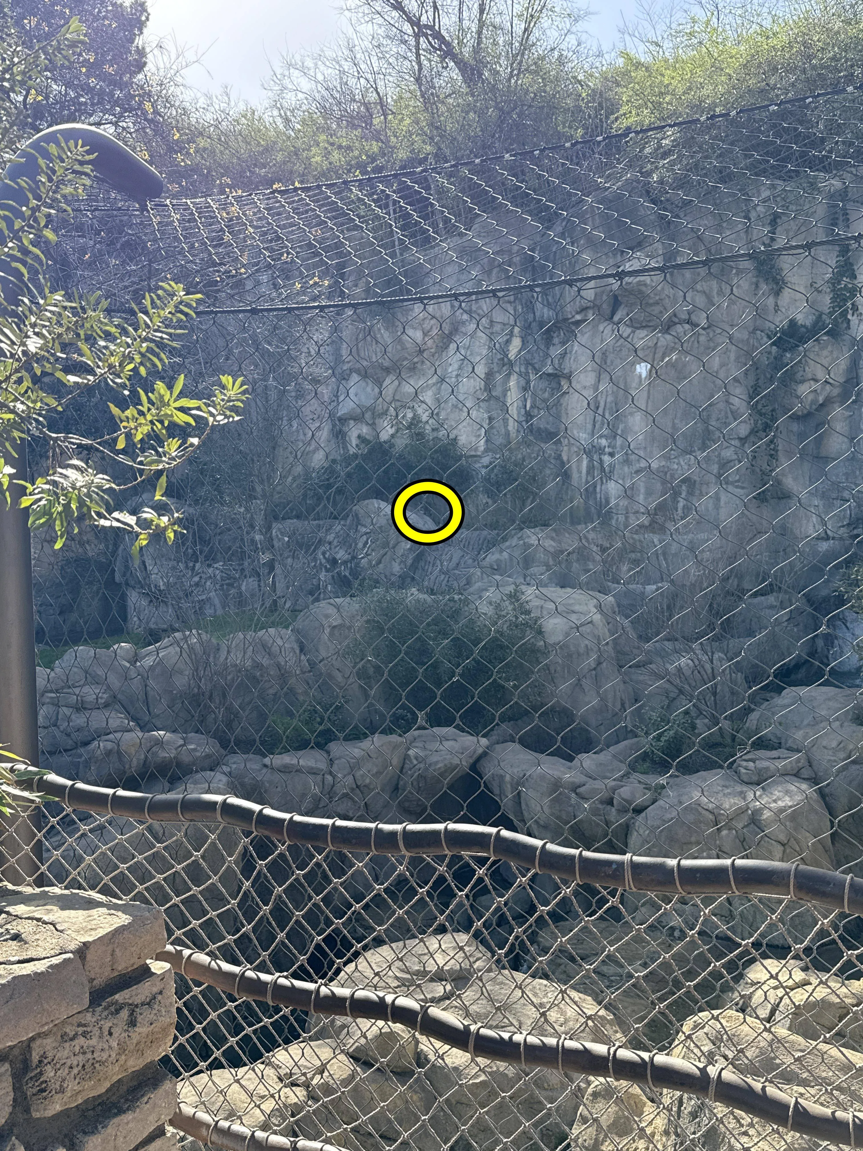The Tiger find
