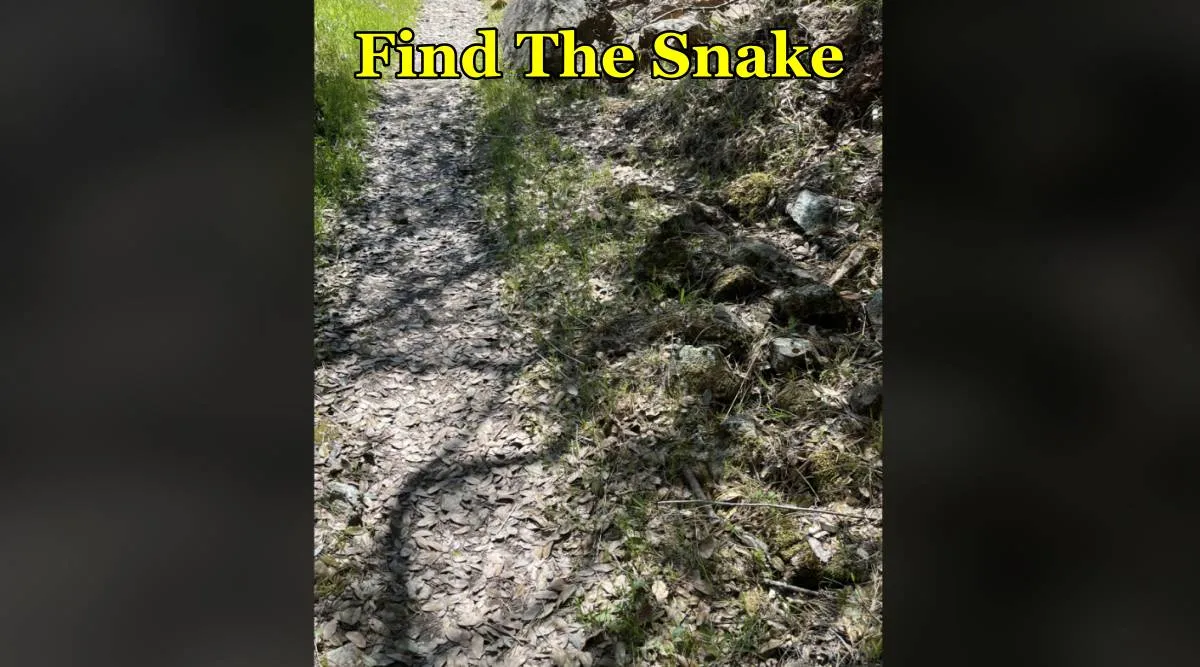 Snake field
