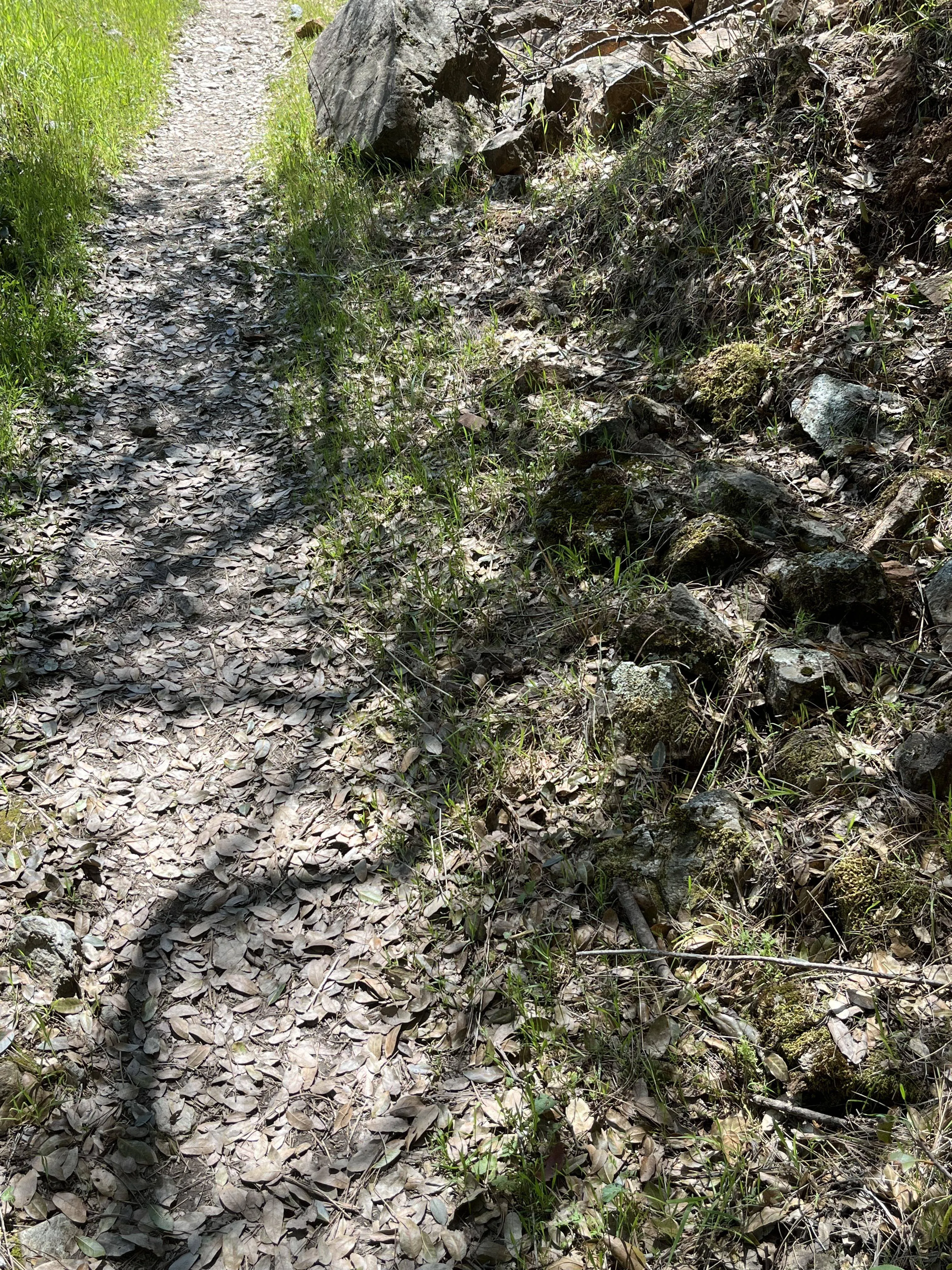 Snake field
