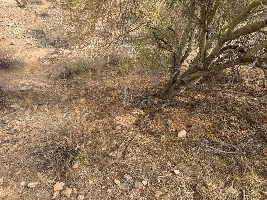 Snake under tree
