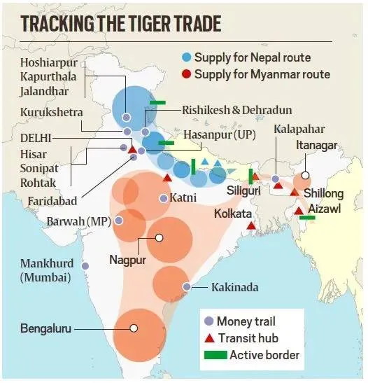 tiger