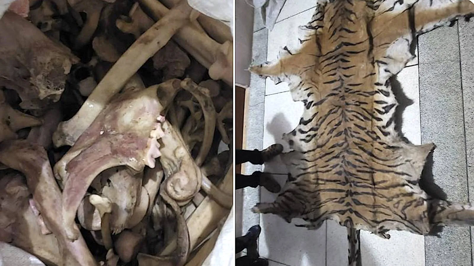 tiger skin and bone