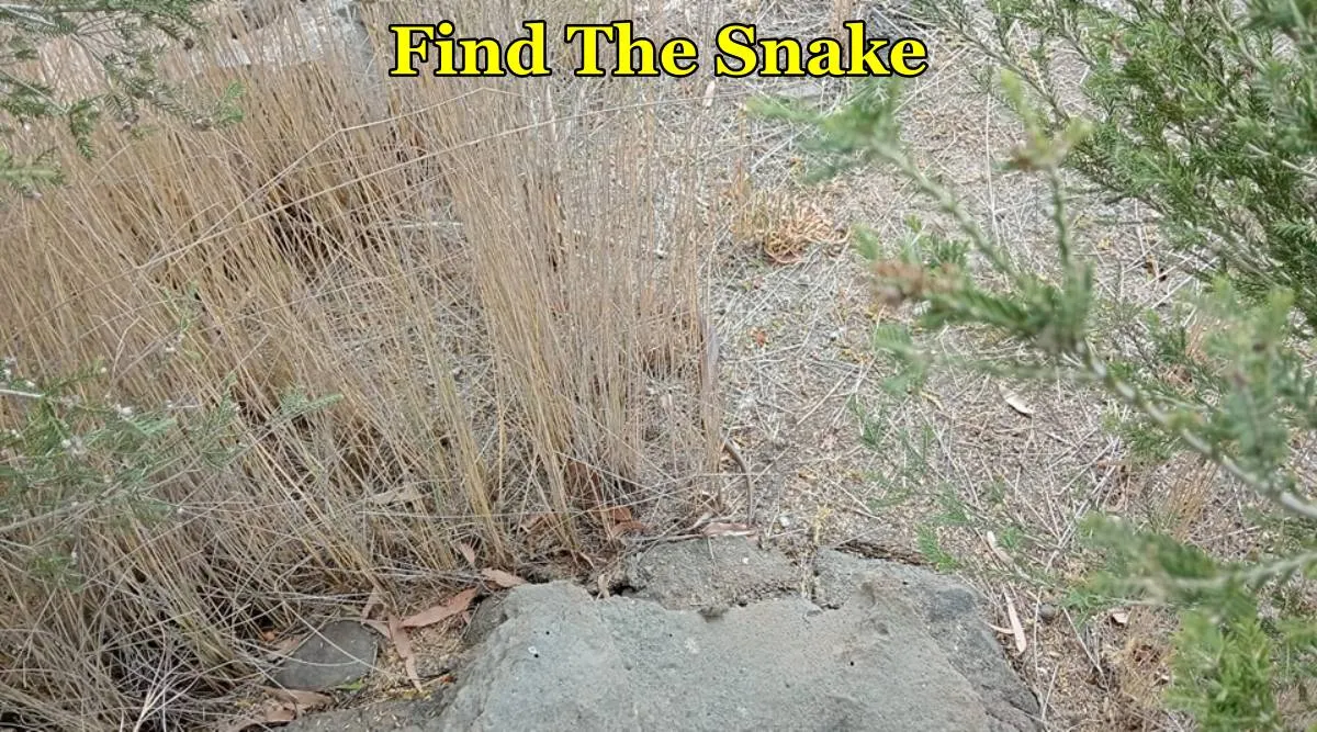 Snake F