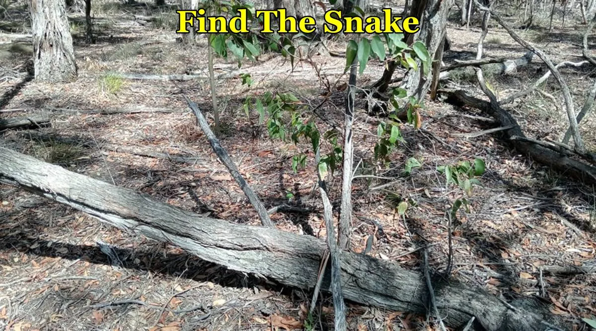 The Snake F
