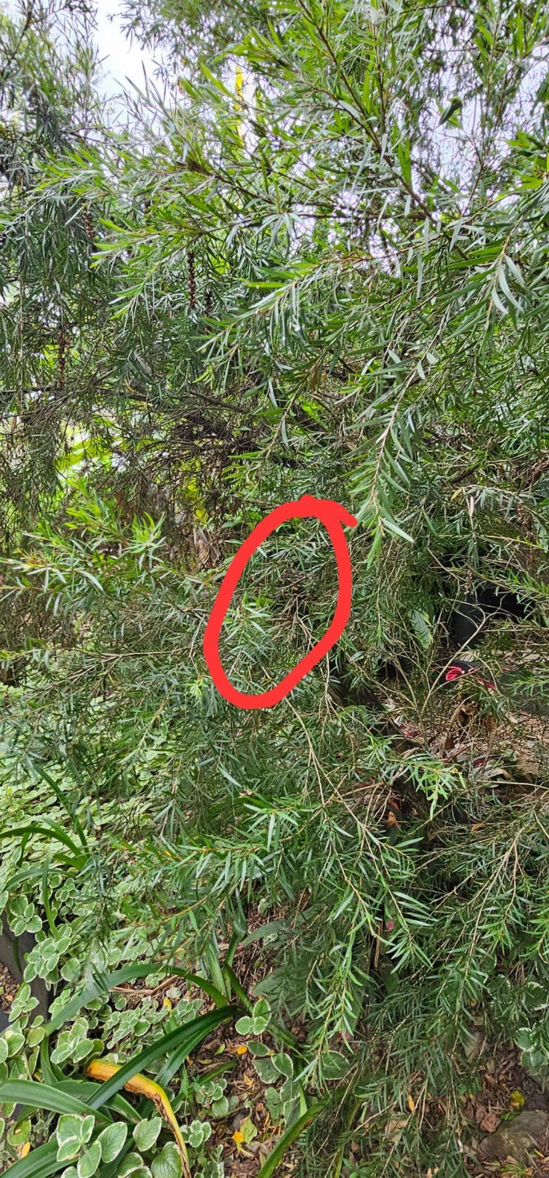 Snake spot 