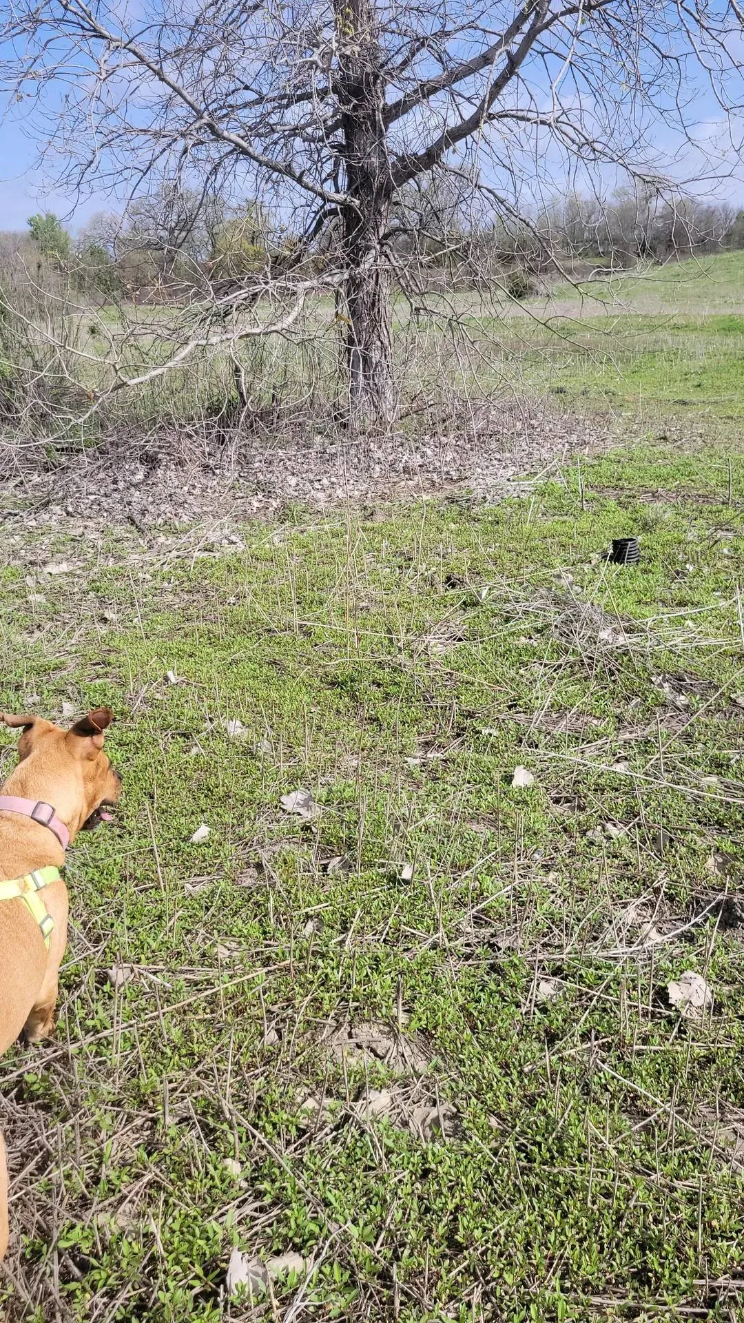 Snake dog 