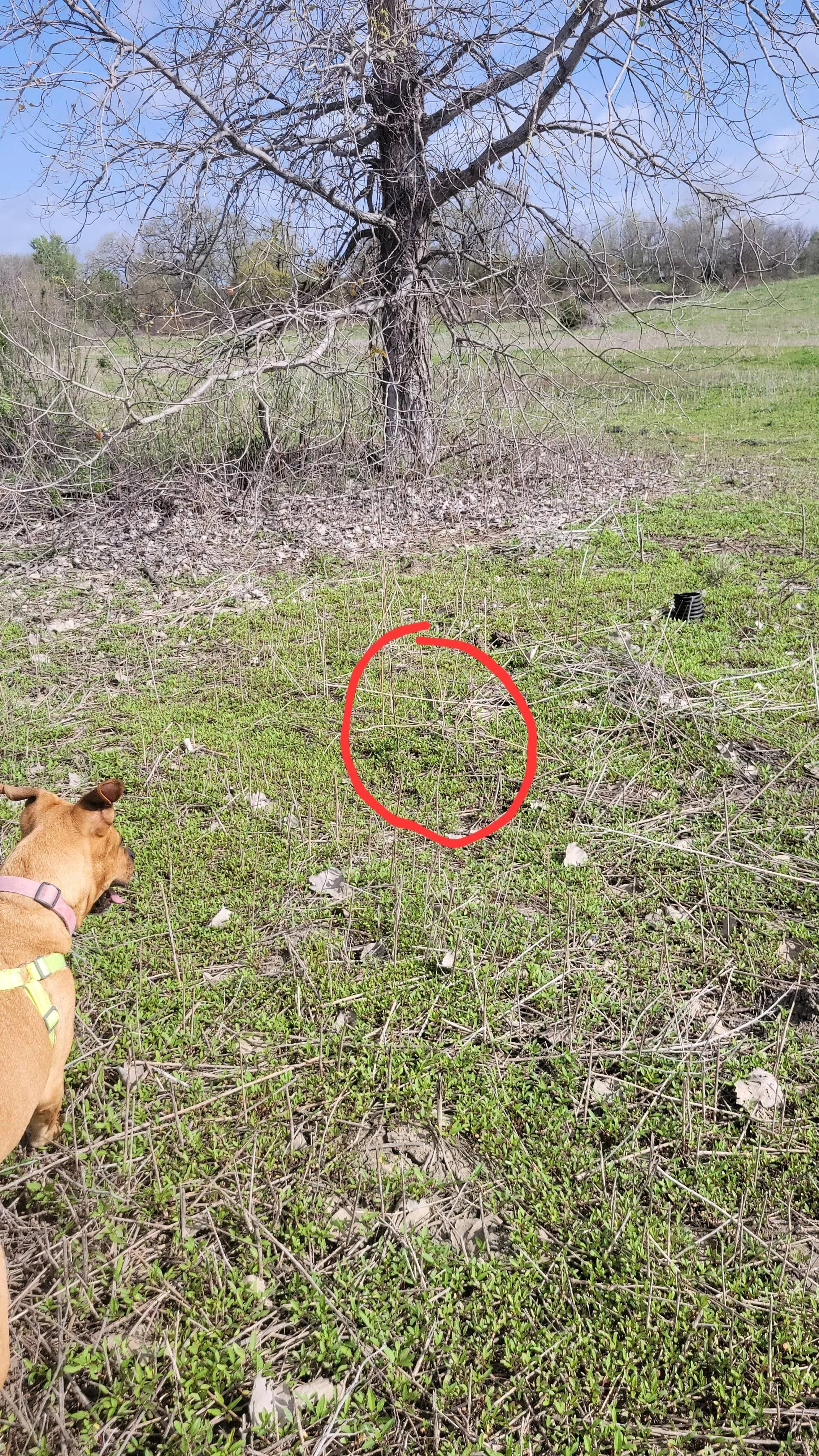 Snake dog 