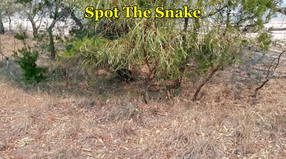 Tree Snake