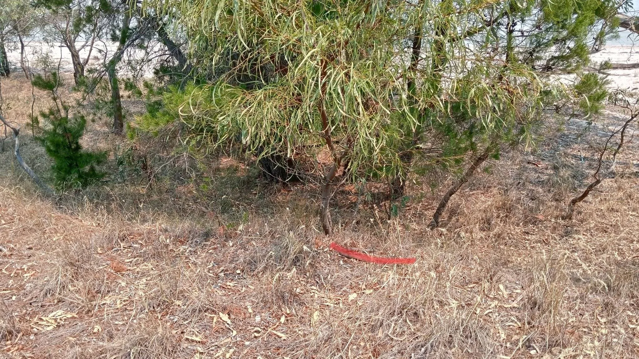 Tree Snake