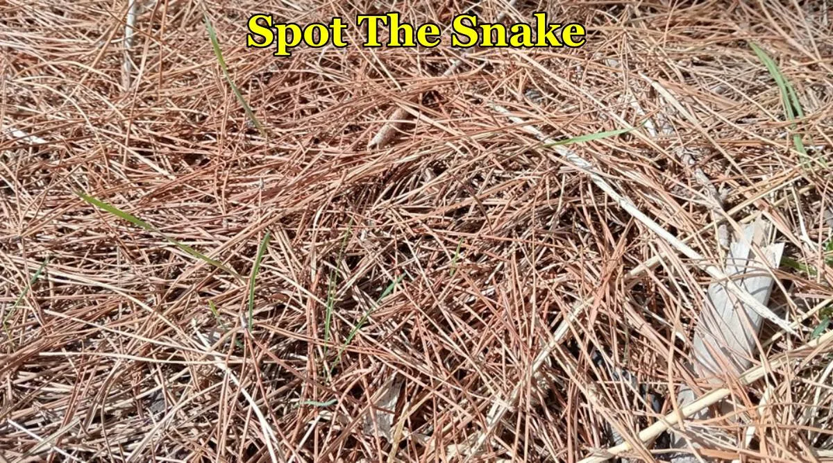 snake dried grass