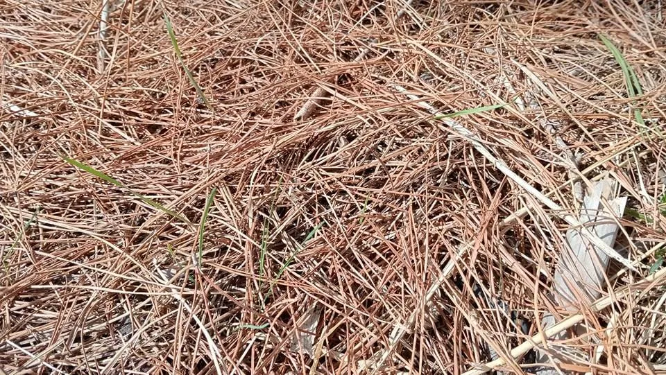 snake dried grass