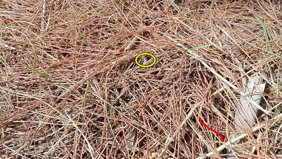 snake dried grass