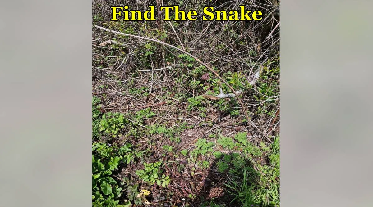 snake