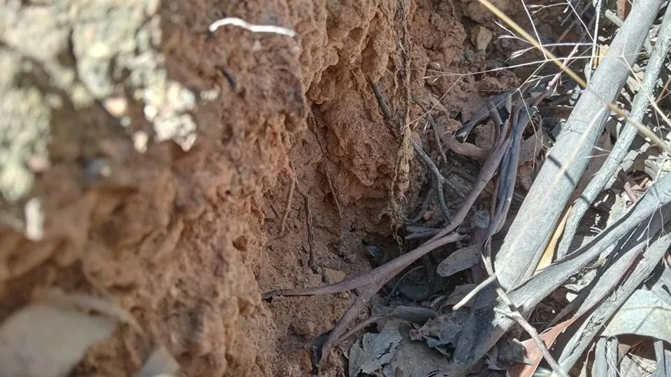 snake