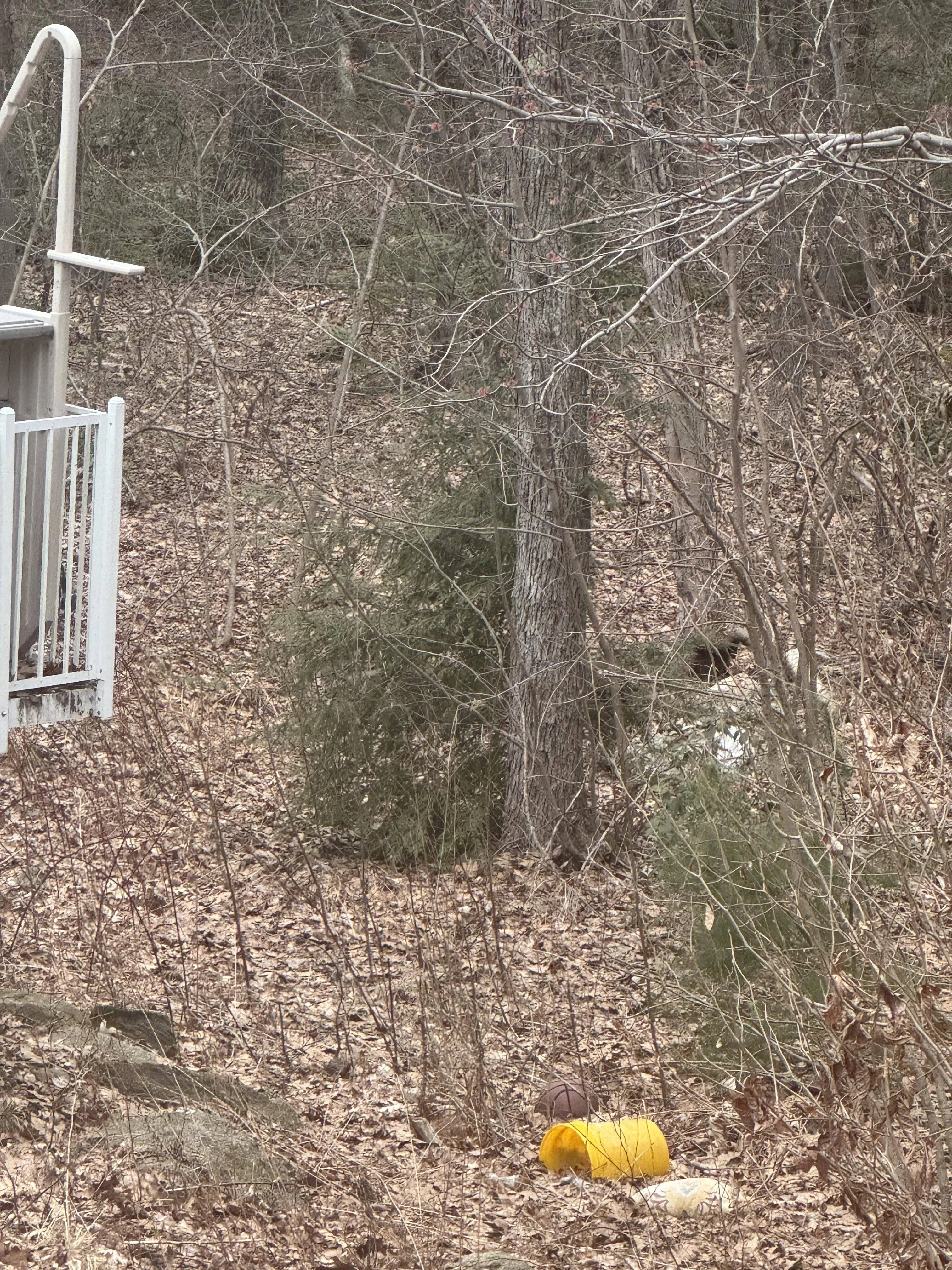 fox